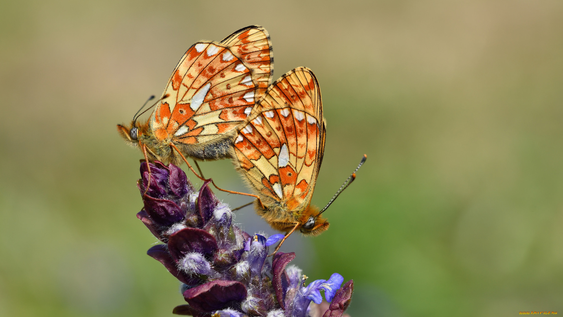животные, бабочки, , мотыльки, , моли, макро