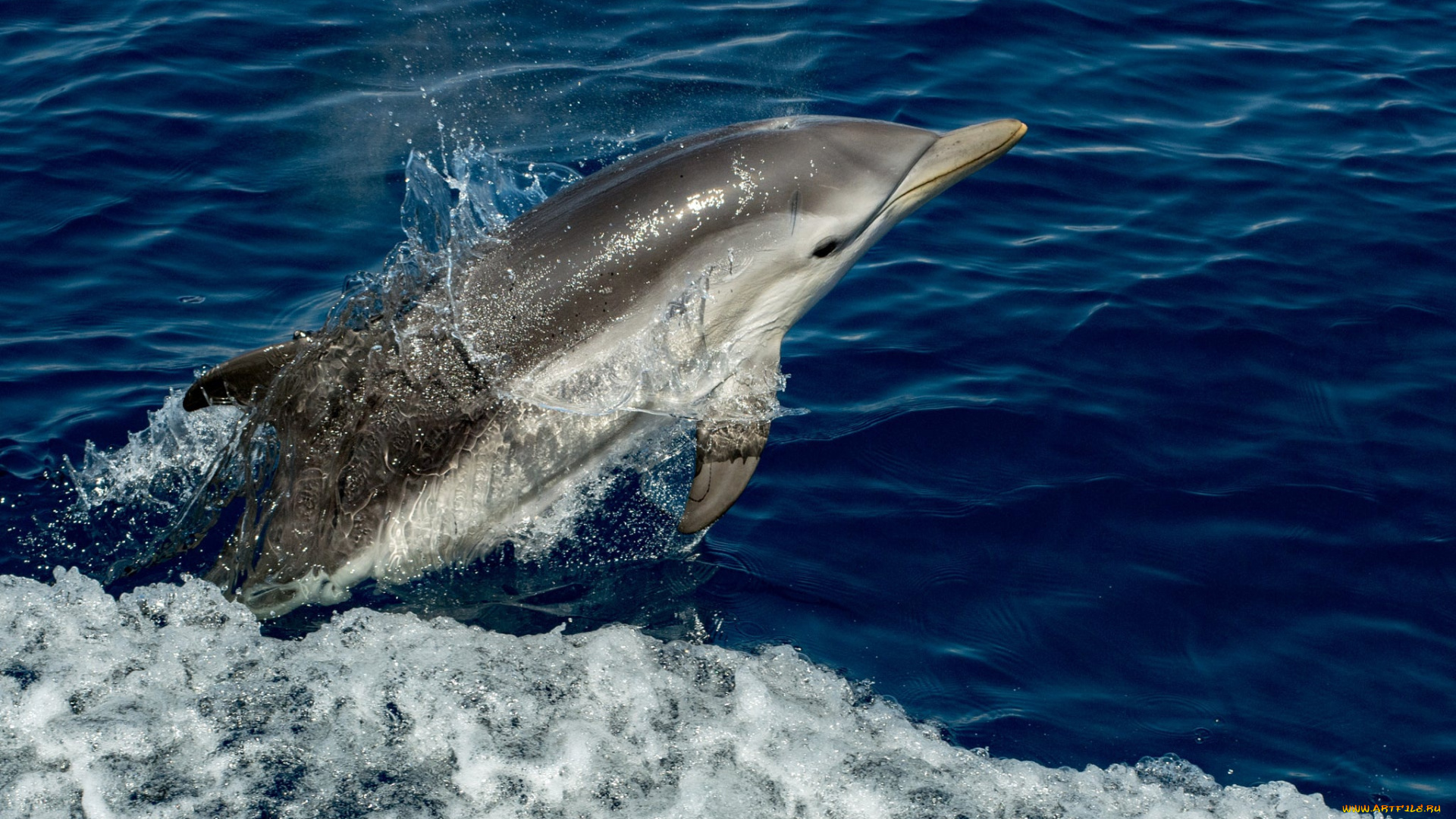 животные, дельфины, брызги, вода, животное, дельфин