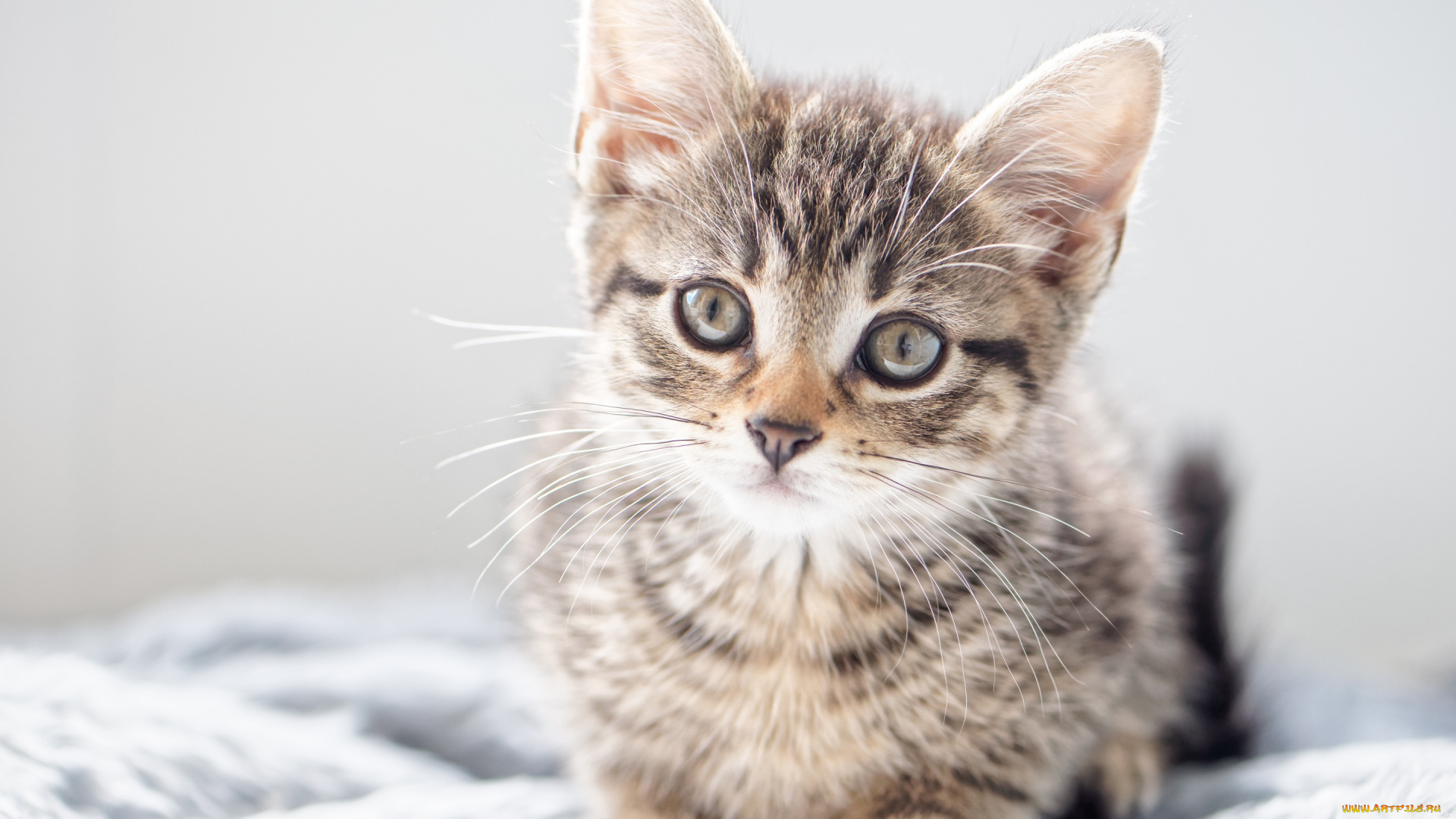 животные, коты, котёнок, взгляд, кошка