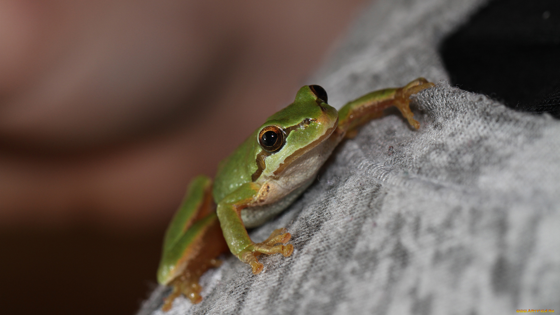 животные, лягушки, свитер, зеленая, древесная, лягушка