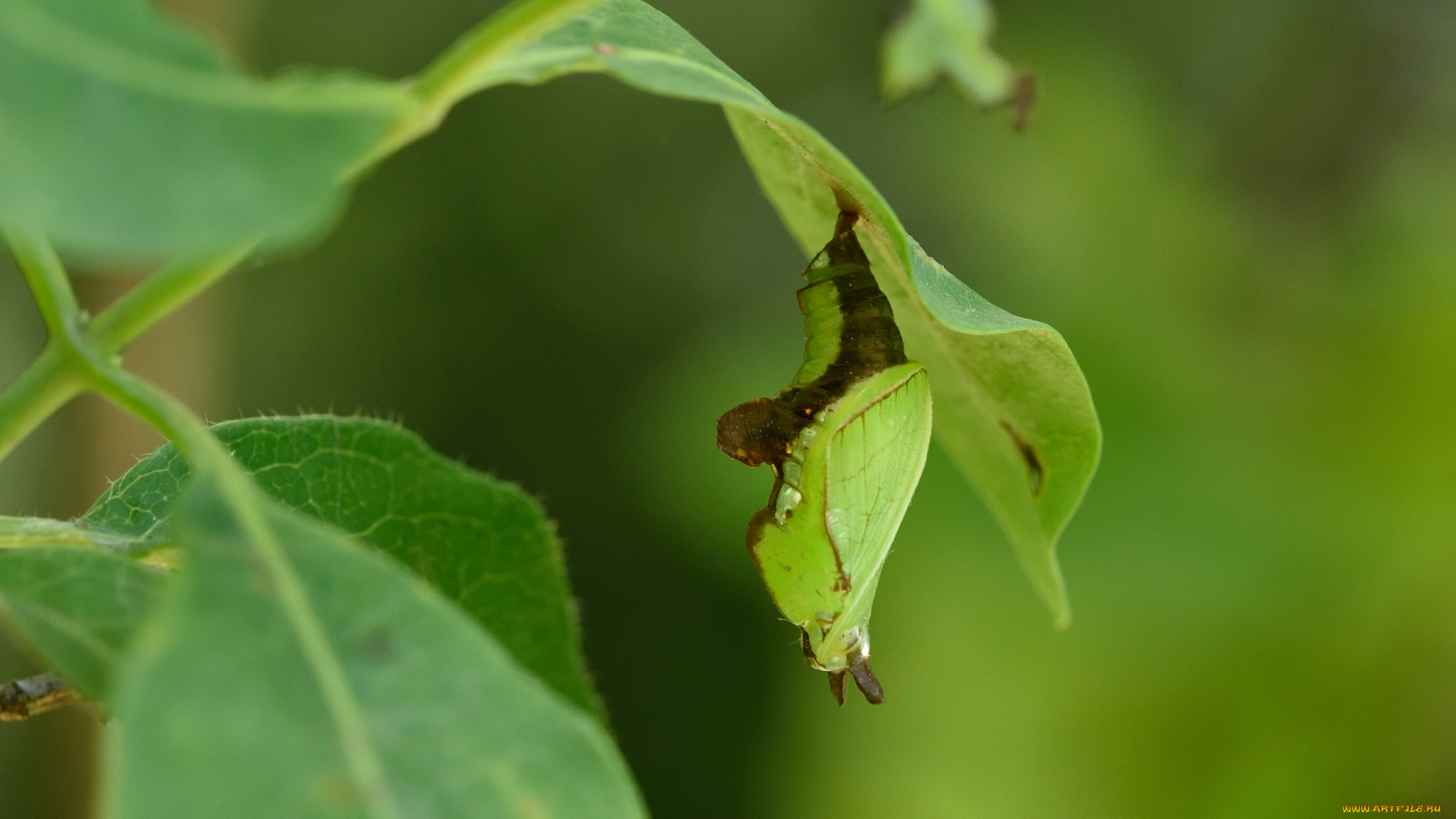 животные, насекомые, куколка