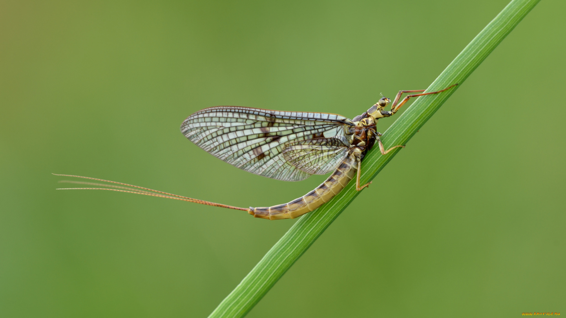 животные, насекомые, насекомое