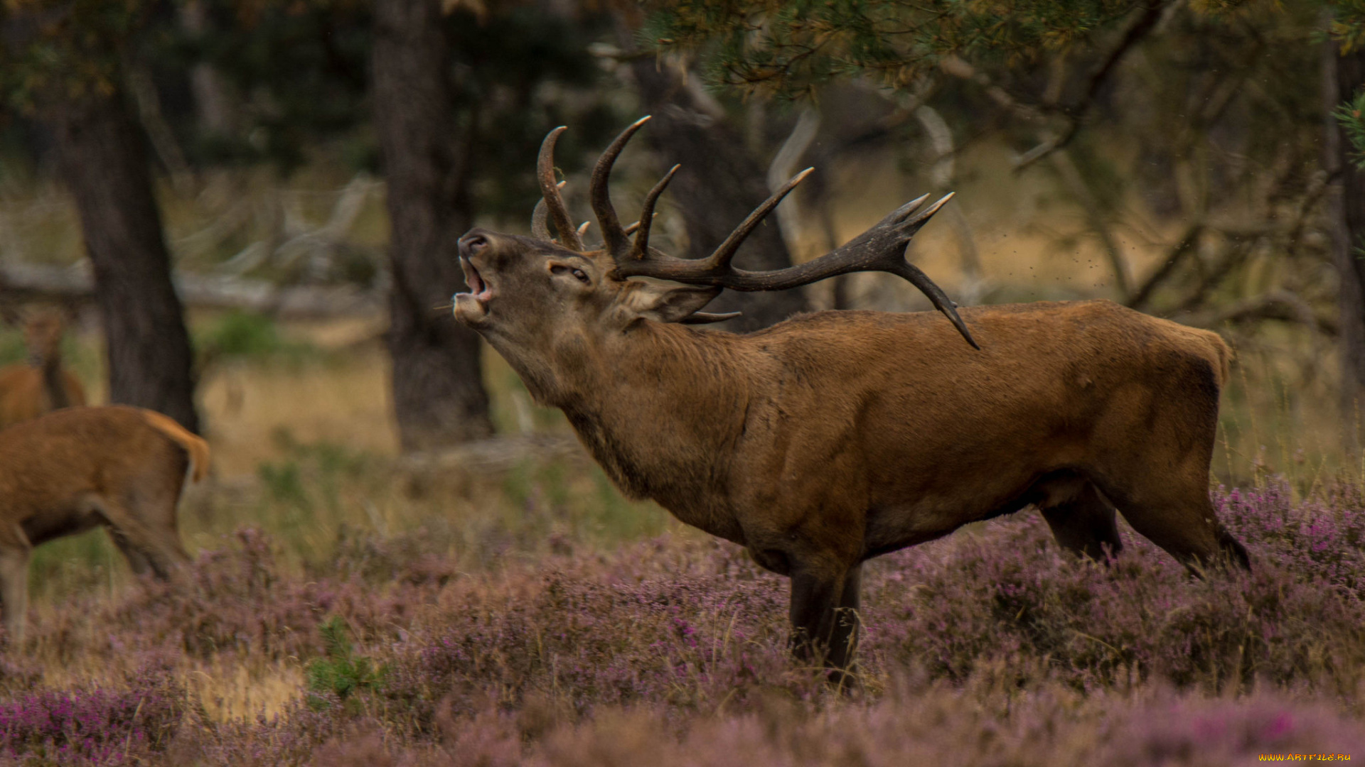 животные, олени, олень, окрас, шерсть, рога, большой