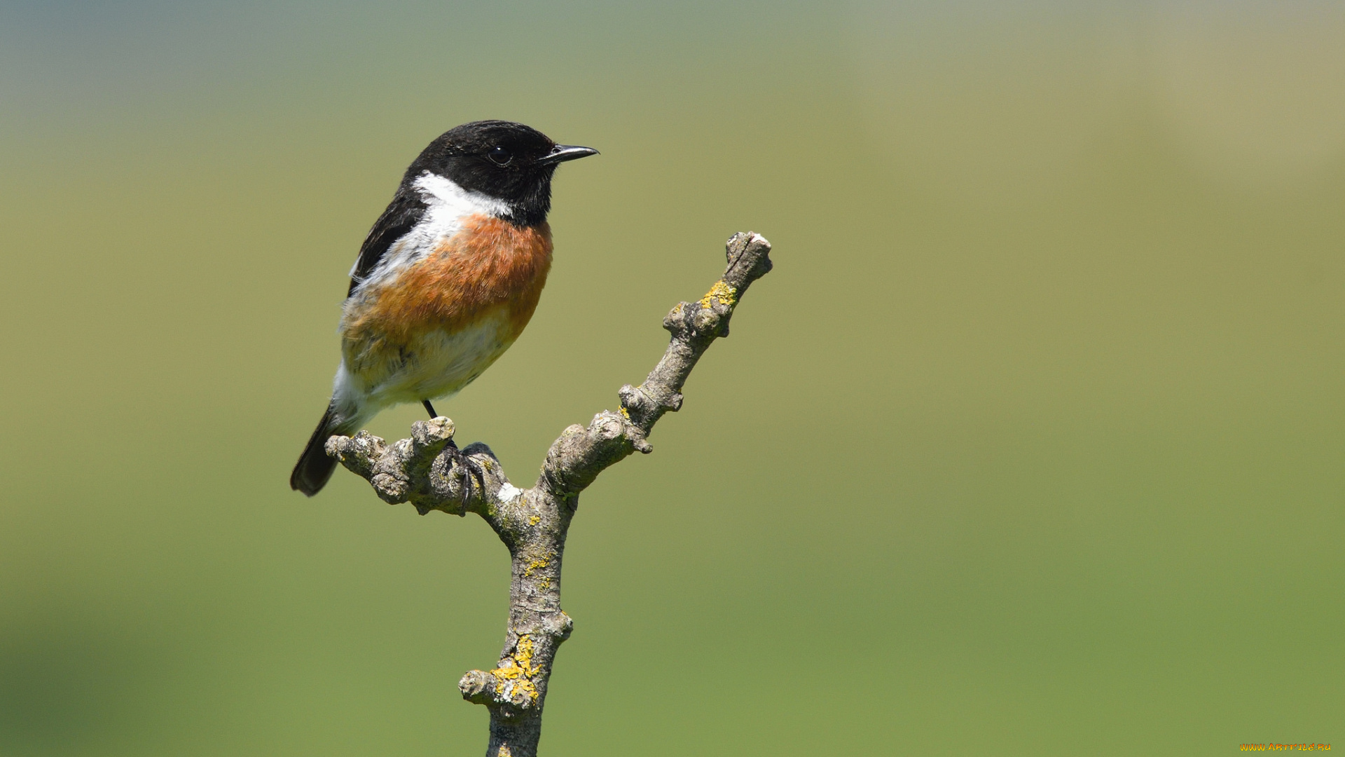 животные, птицы, птица