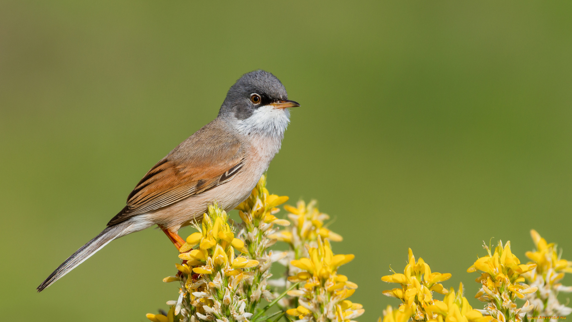 животные, птицы, птица