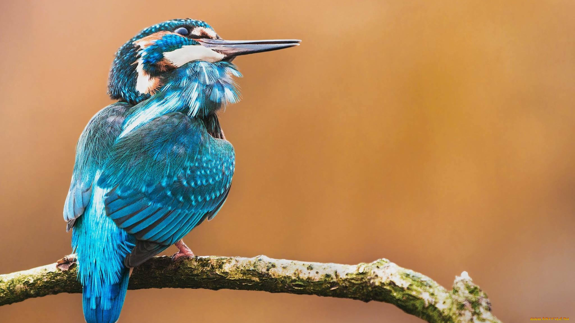 животные, птицы, птица, окрас, перья, клюв