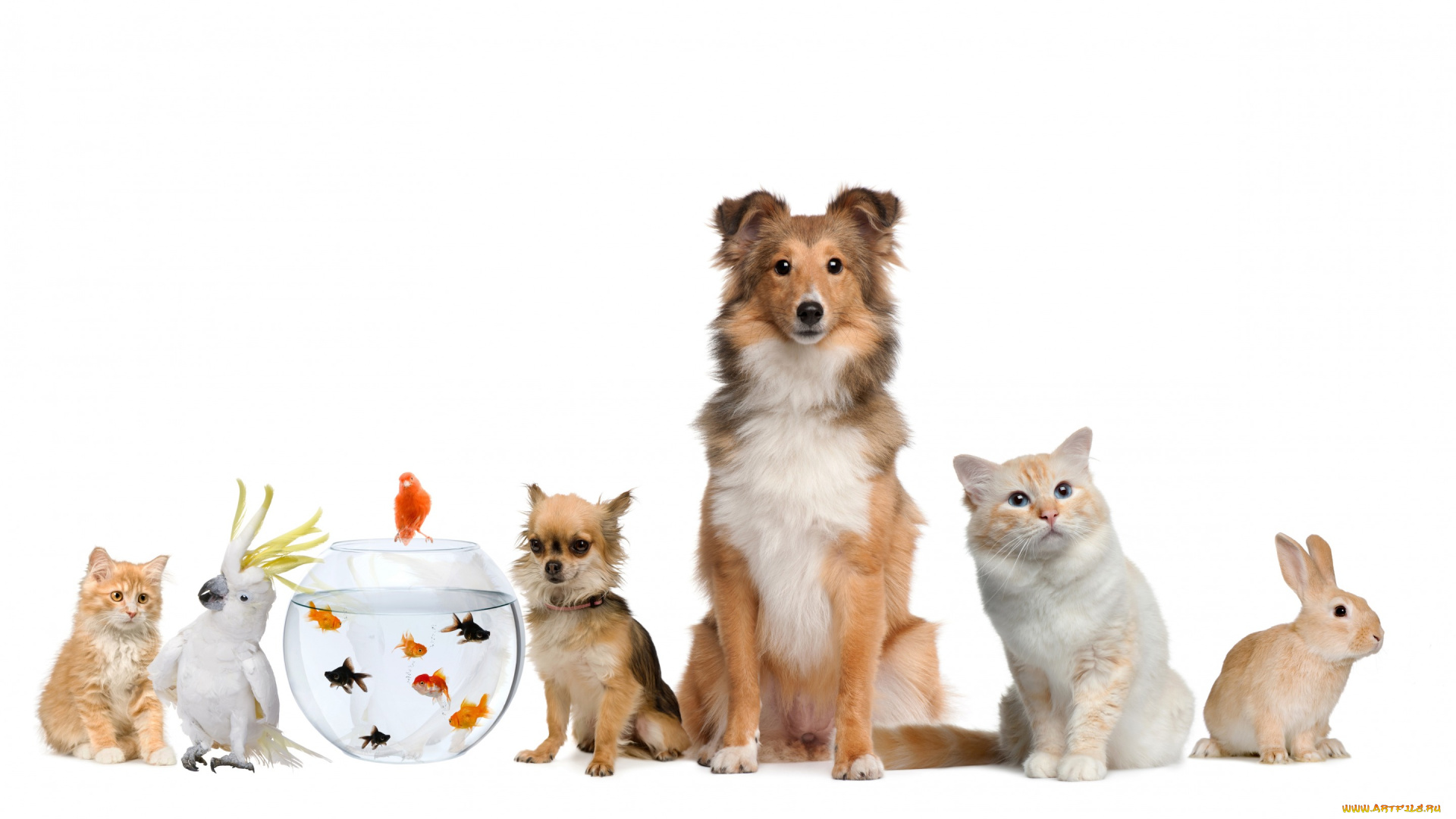 животные, разные, вместе, fish, собака, parrot, cat, рыбки, кролик, dog, кот, попугай, rabbit