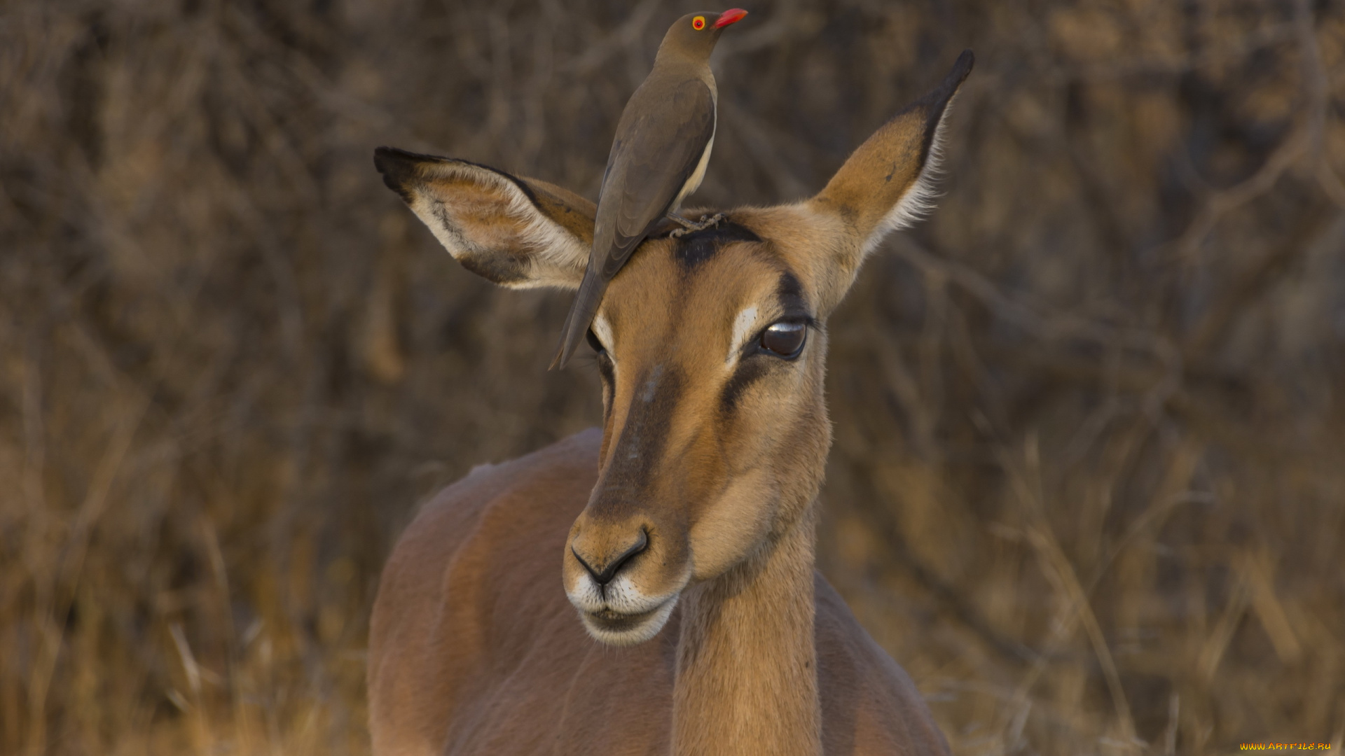 животные, разные, вместе, птица, антилопа