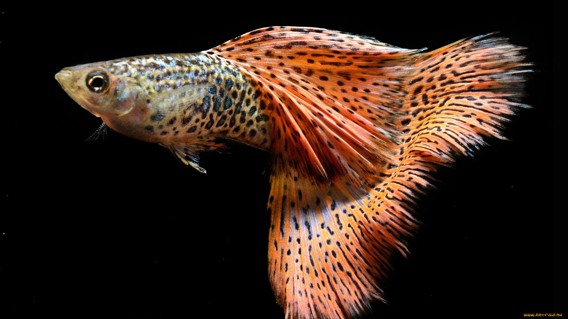 животные, рыбы, цвет, хвост, рыбка
