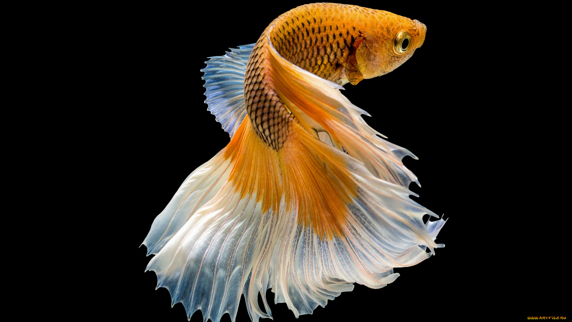 животные, рыбы, цвет, хвост, рыбка