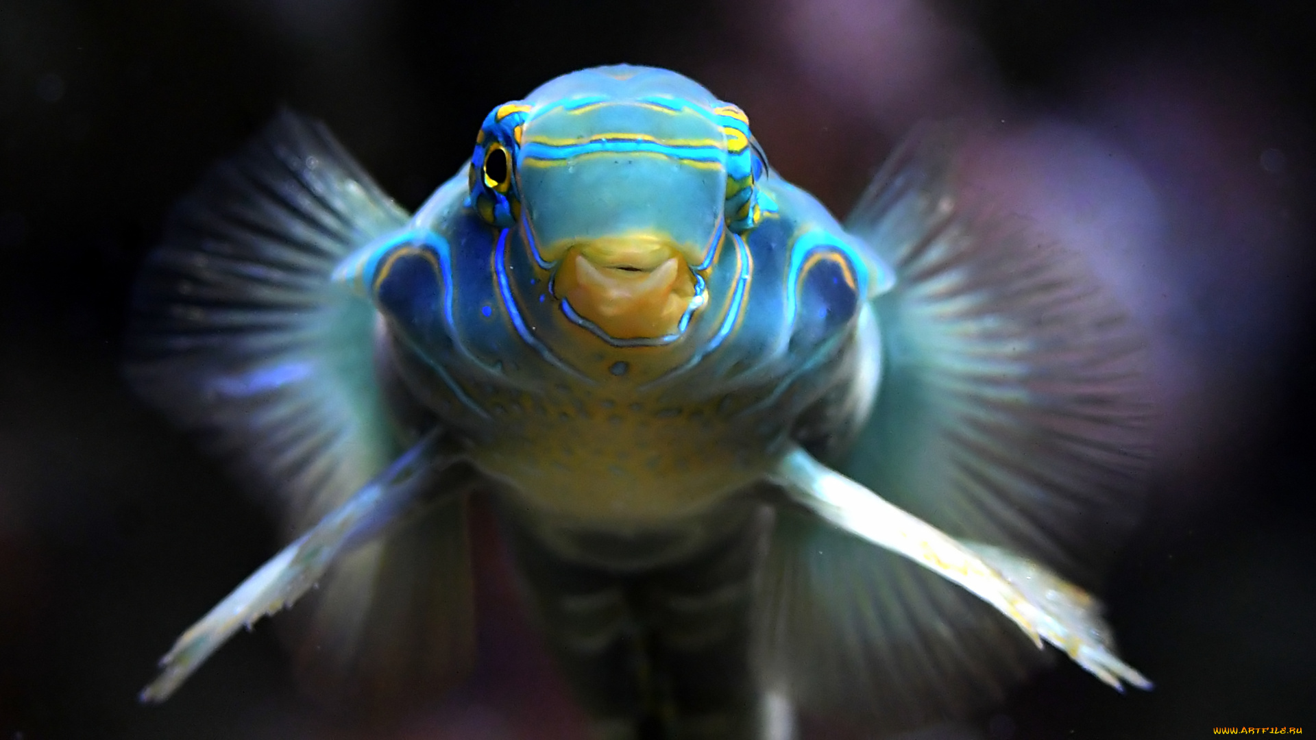 животные, рыбы, рыба, окрас, рот, глаза, синяя