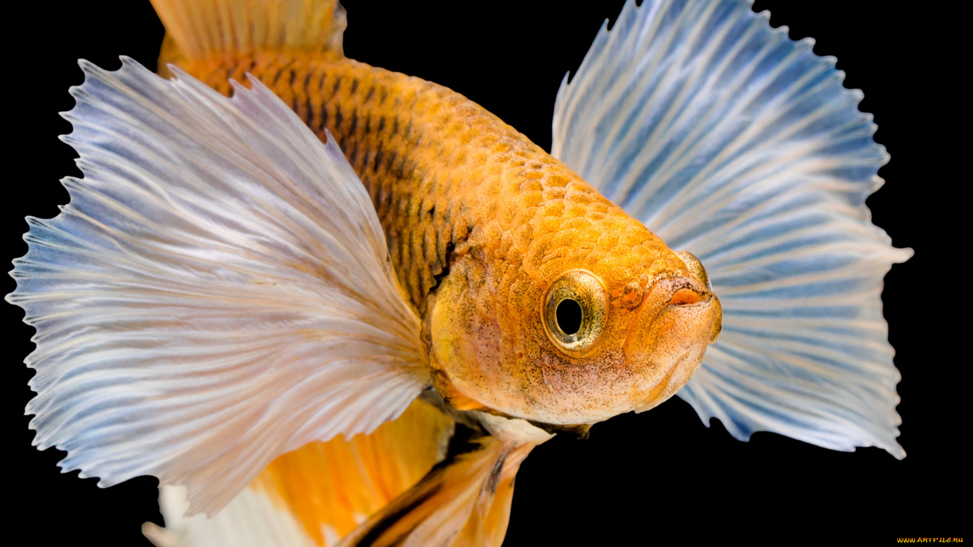 животные, рыбы, рыбка, цвет, хвост