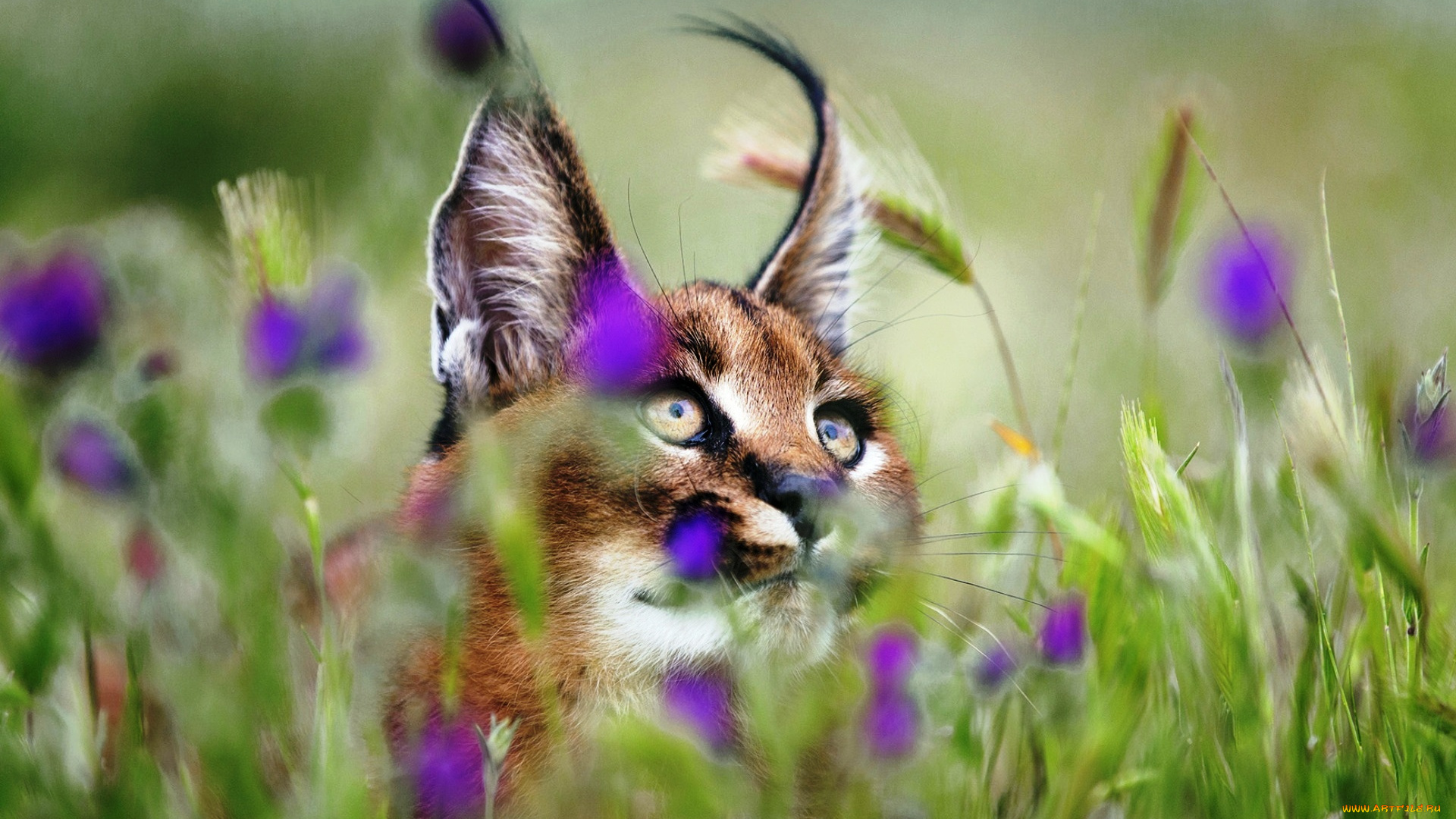 животные, рыси, луг, рысь, каракал, цветы, трава, голова