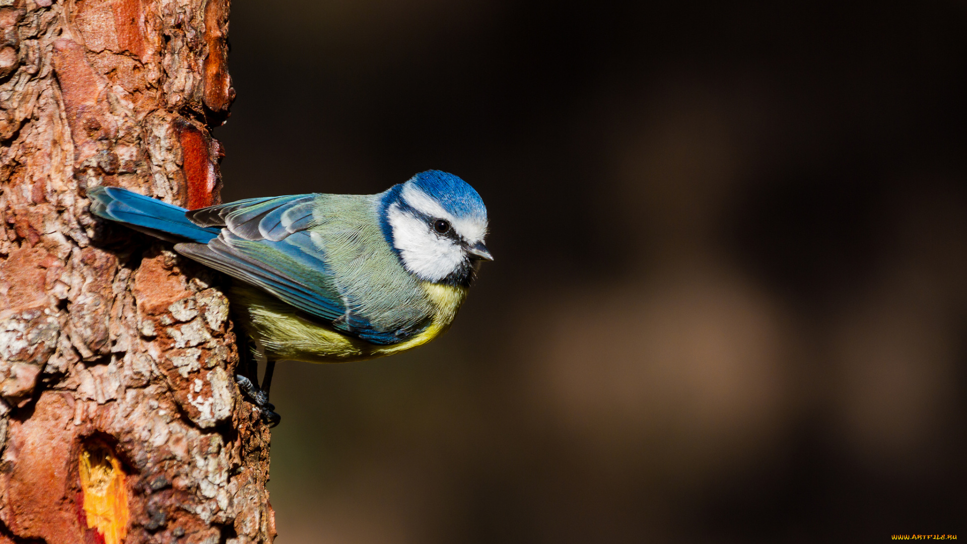 животные, синицы, , лазоревки, синица