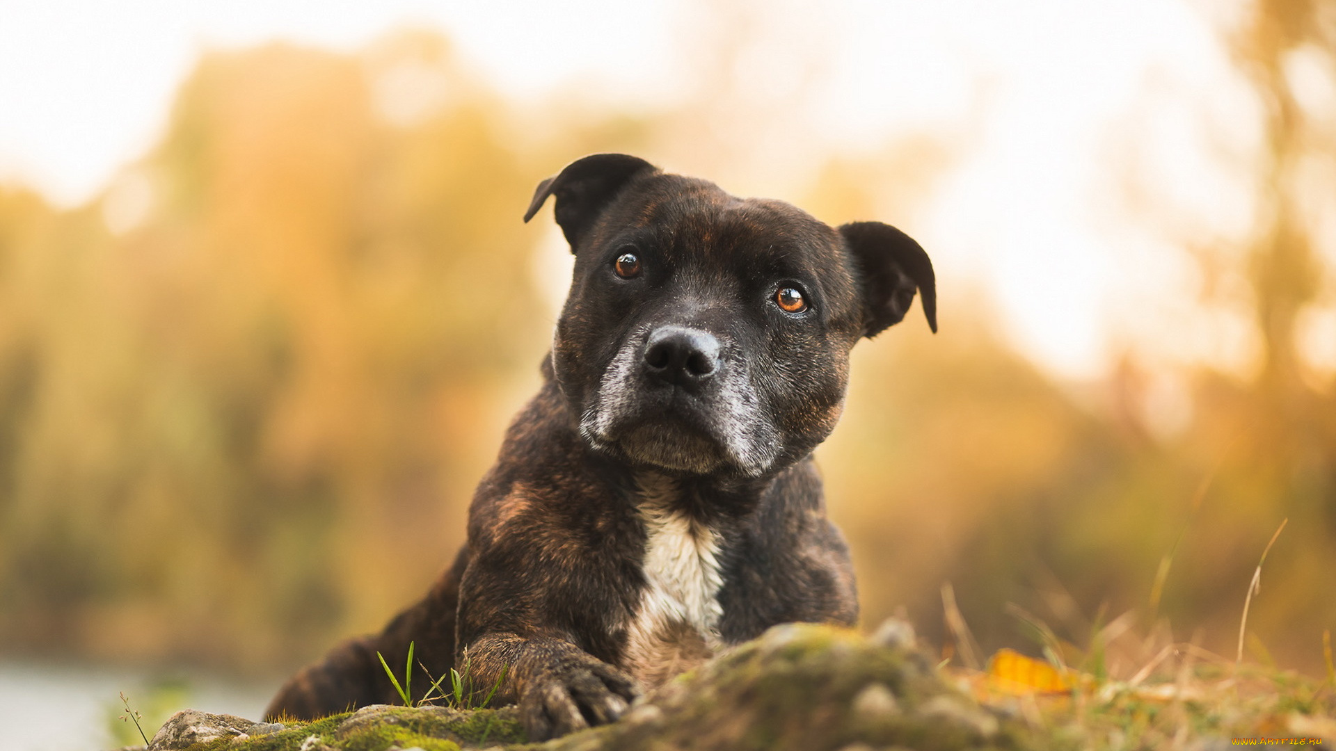 животные, собаки, взгляд, собака, друг