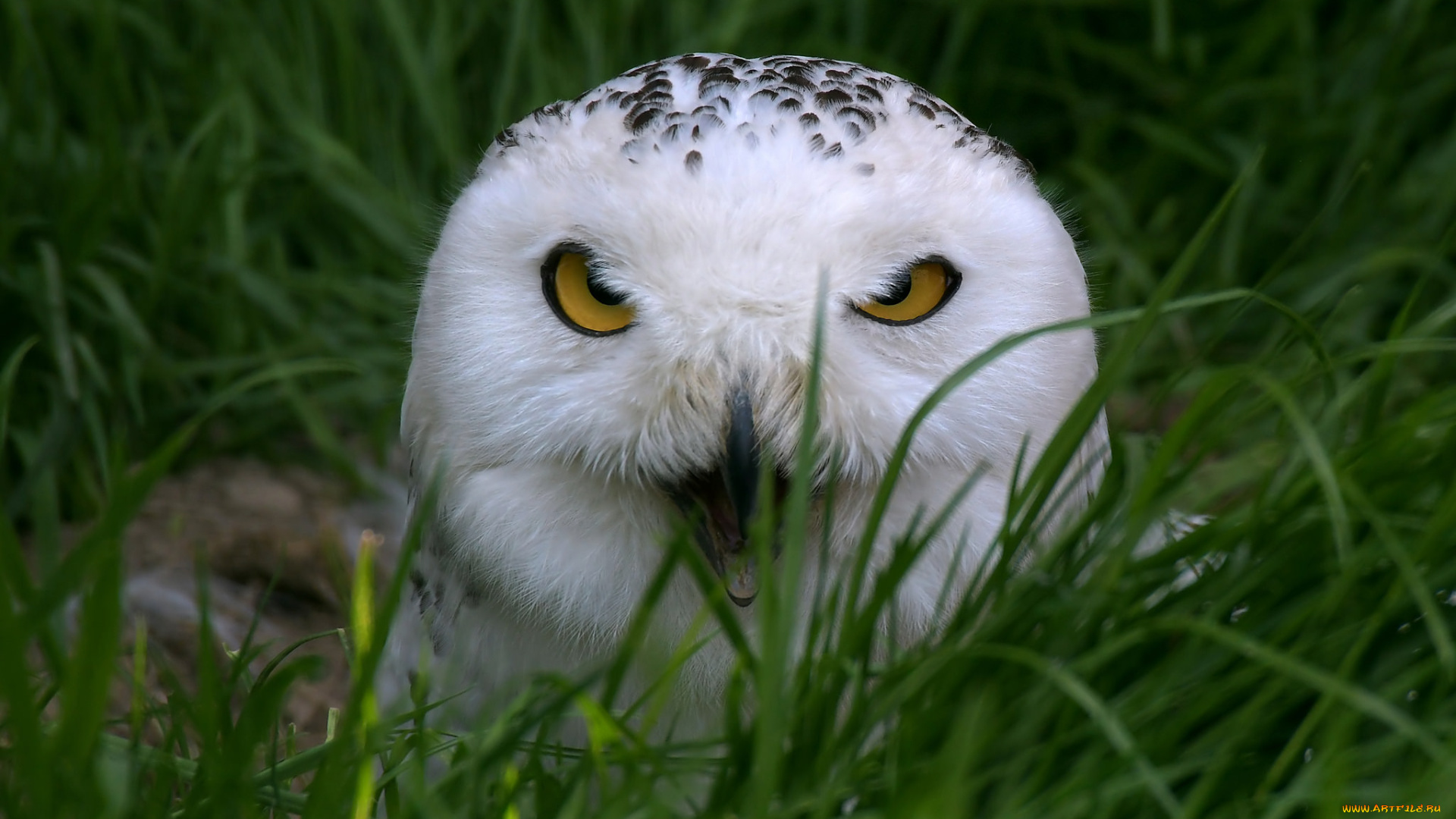 животные, совы, перья, птица, забавная