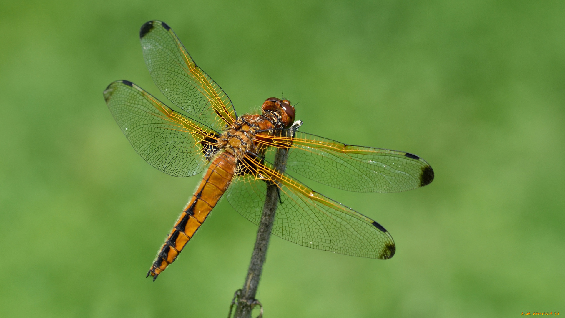 животные, стрекозы, макро