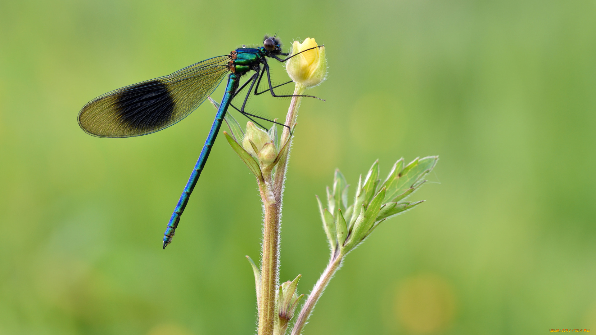 животные, стрекозы, стрекоза