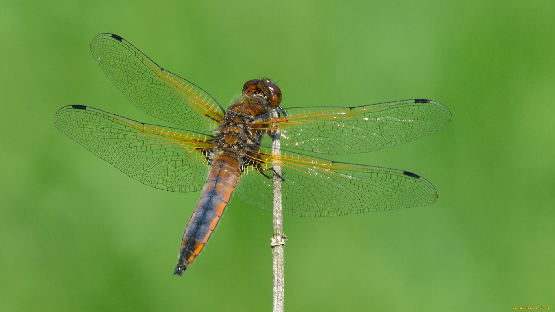 животные, стрекозы, стрекоза