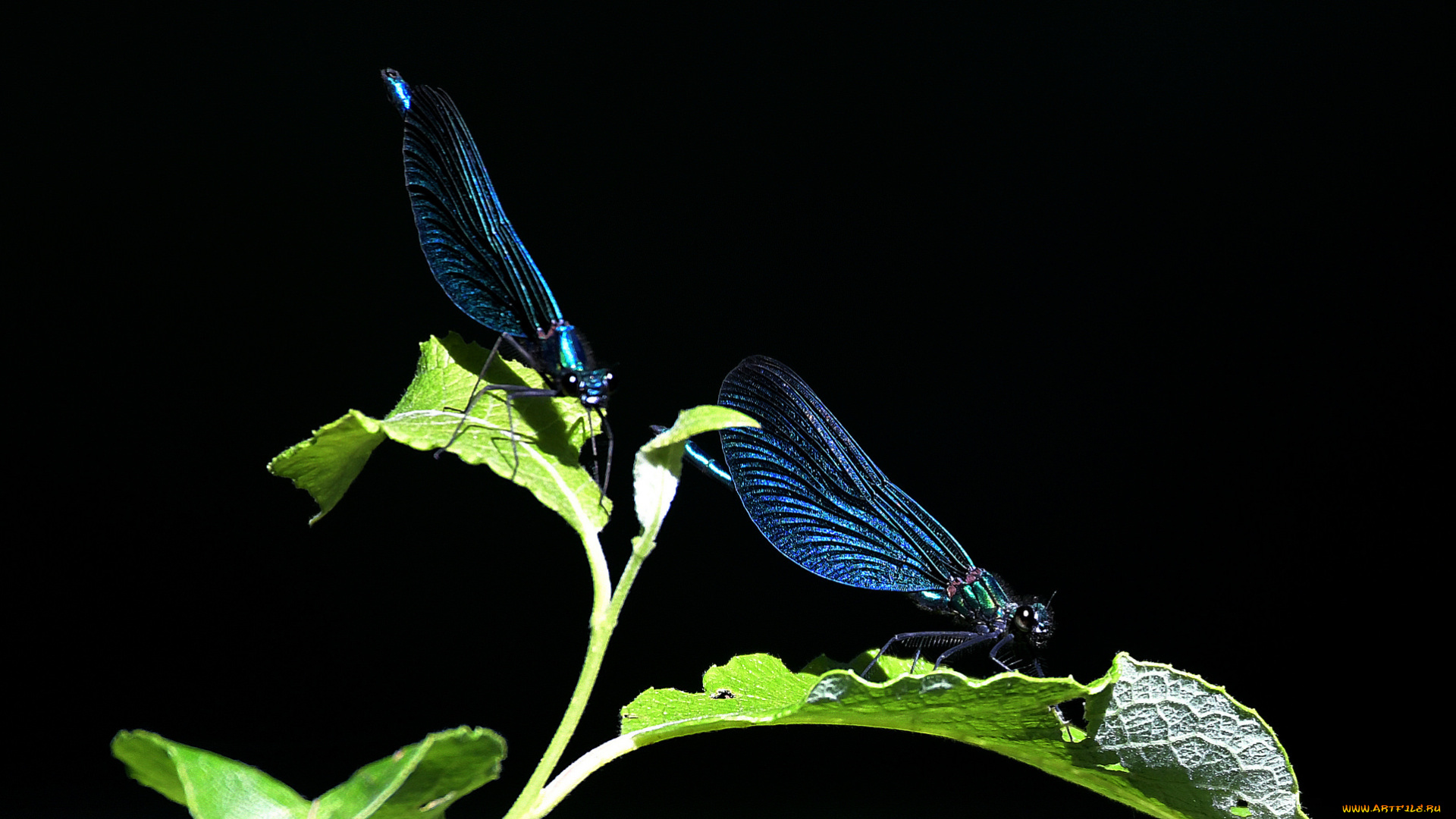 животные, стрекозы, стрекоза, глаза, макро, фон