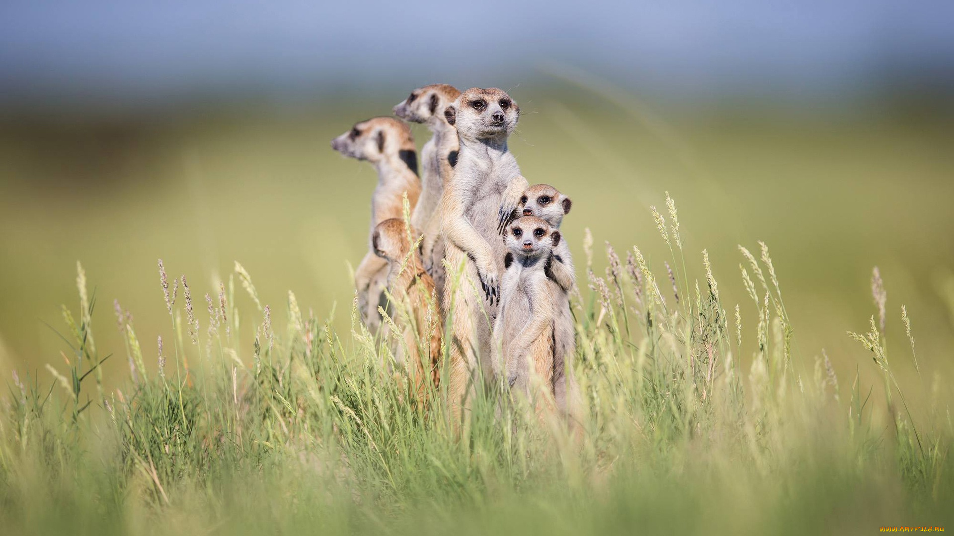 животные, сурикаты, трава, стойка, семейка, боке