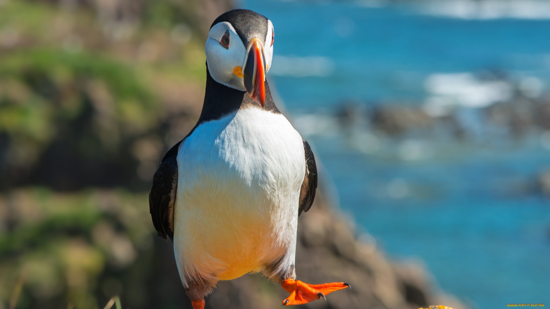 животные, тупики, тупик, птица, окрас