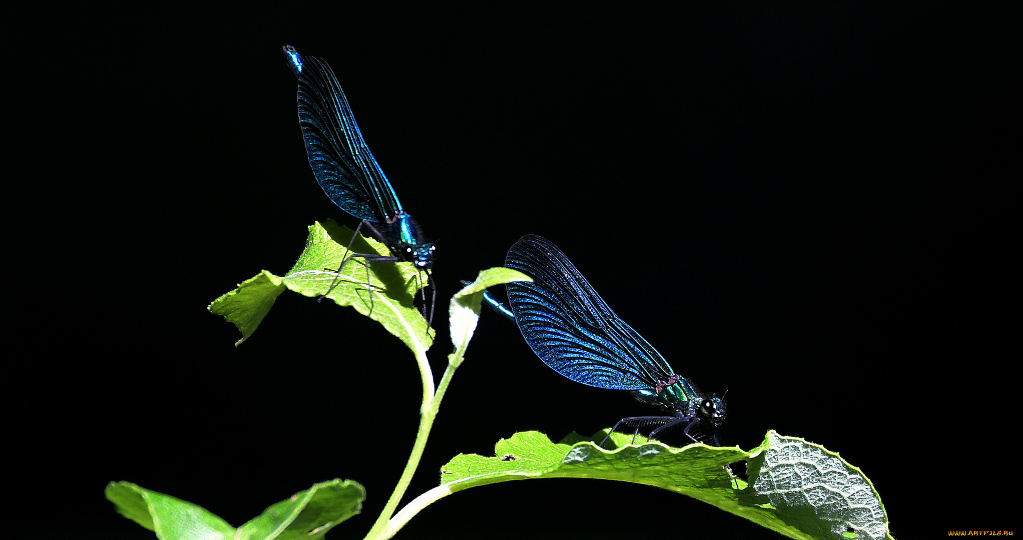 животные, стрекозы, стрекоза, глаза, макро, фон