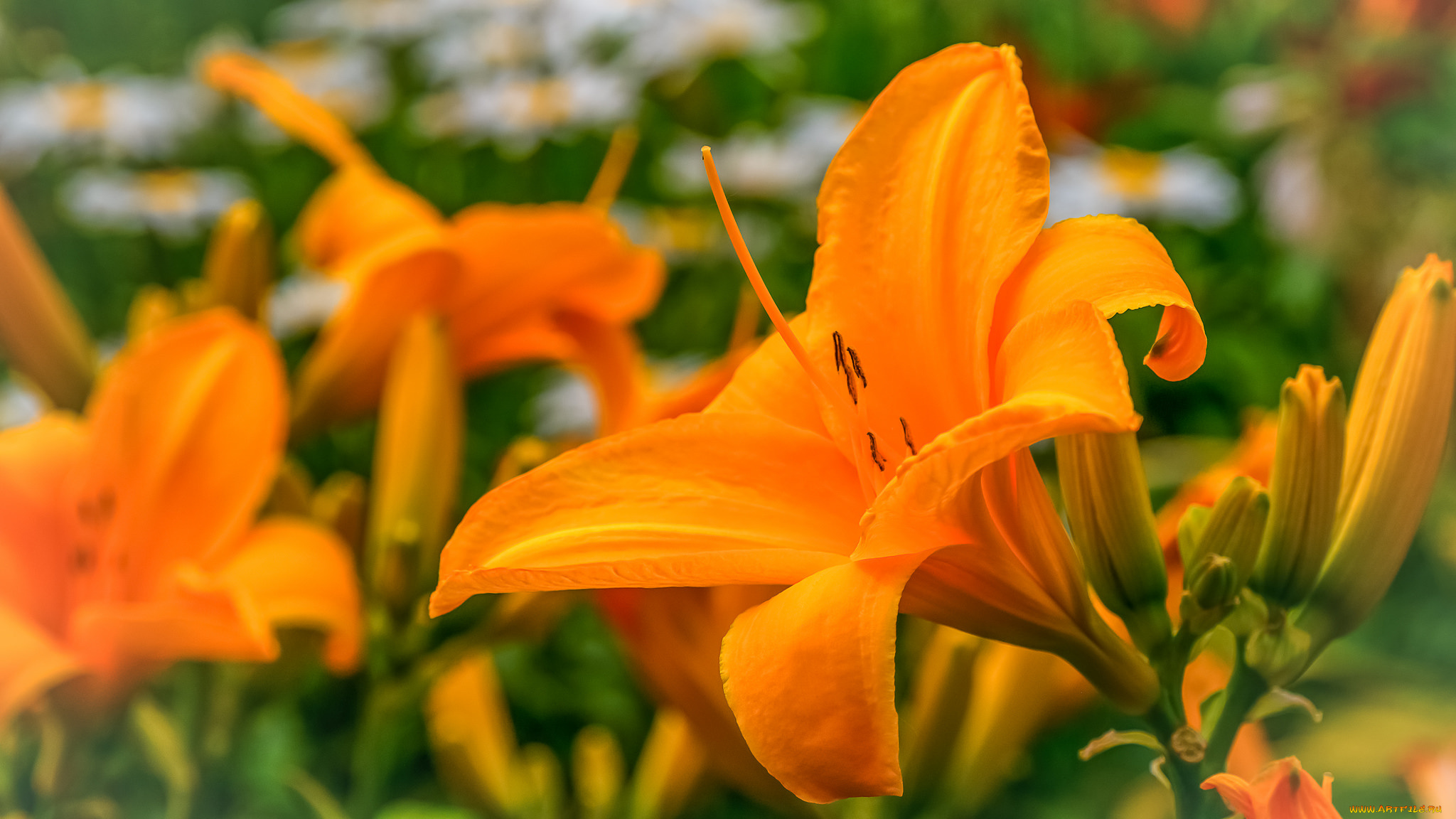 цветы, лилии, , лилейники, цветение, лепестки, lily, bloom, petals