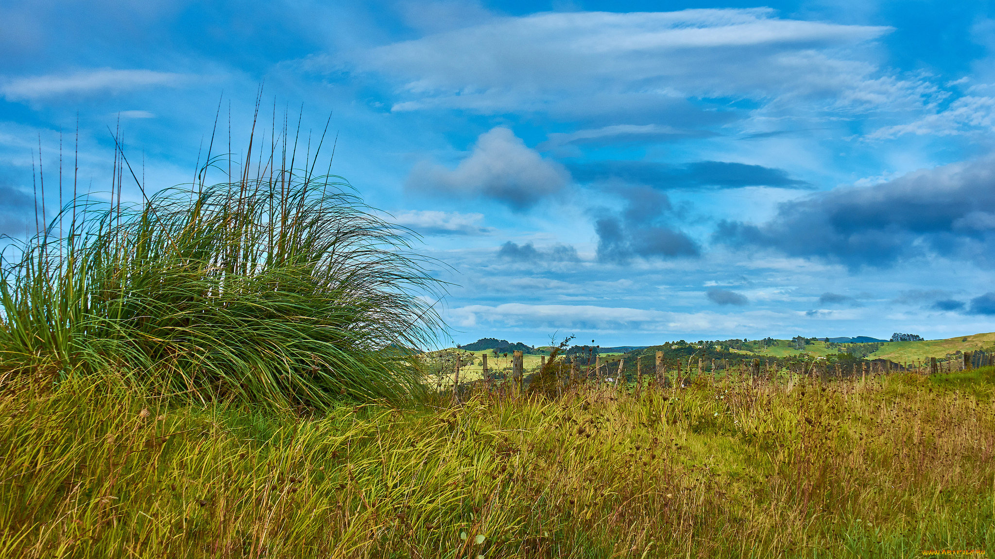 природа, луга, трава