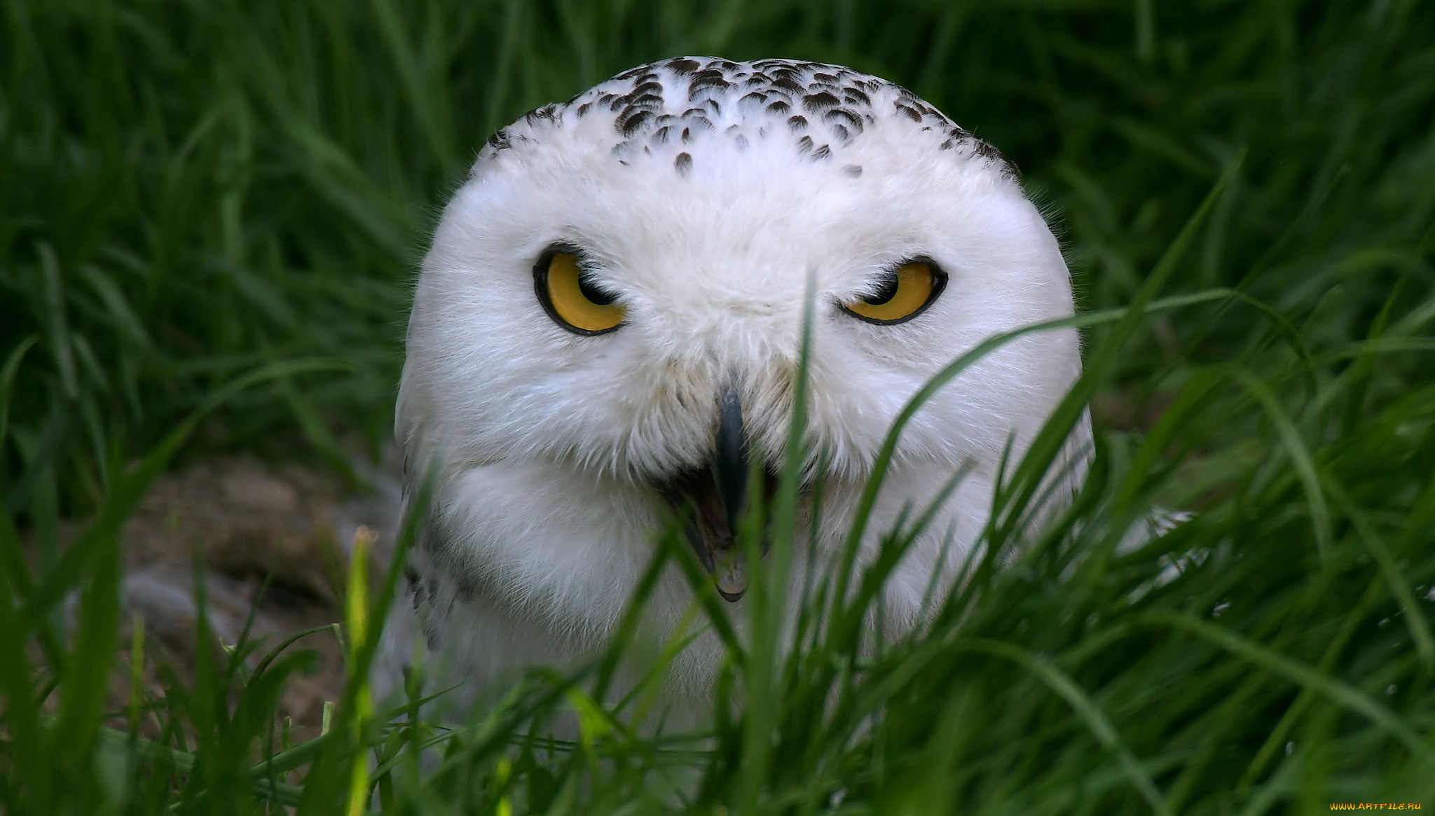 животные, совы, перья, птица, забавная