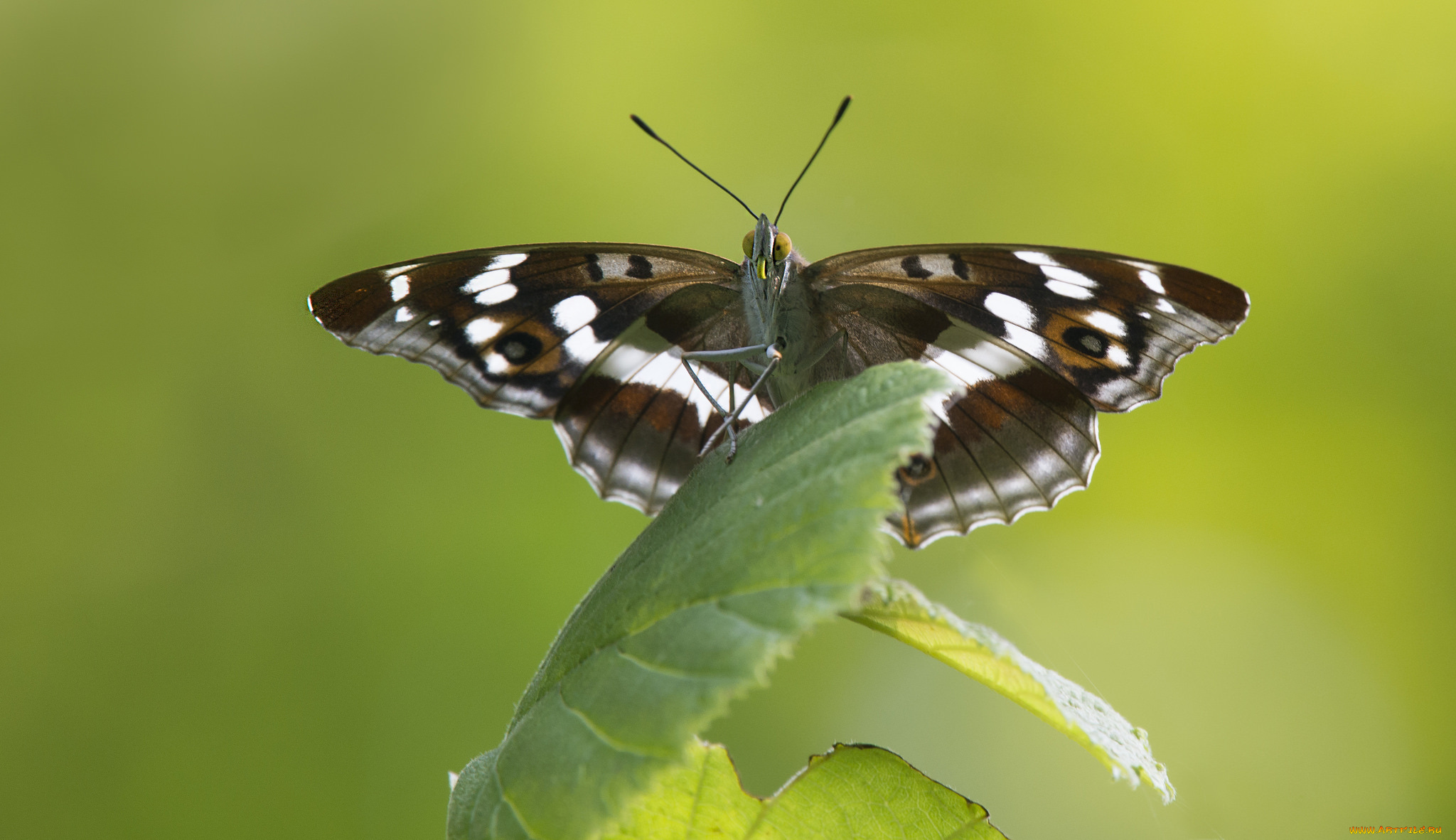 животные, бабочки, , мотыльки, , моли, бабочка