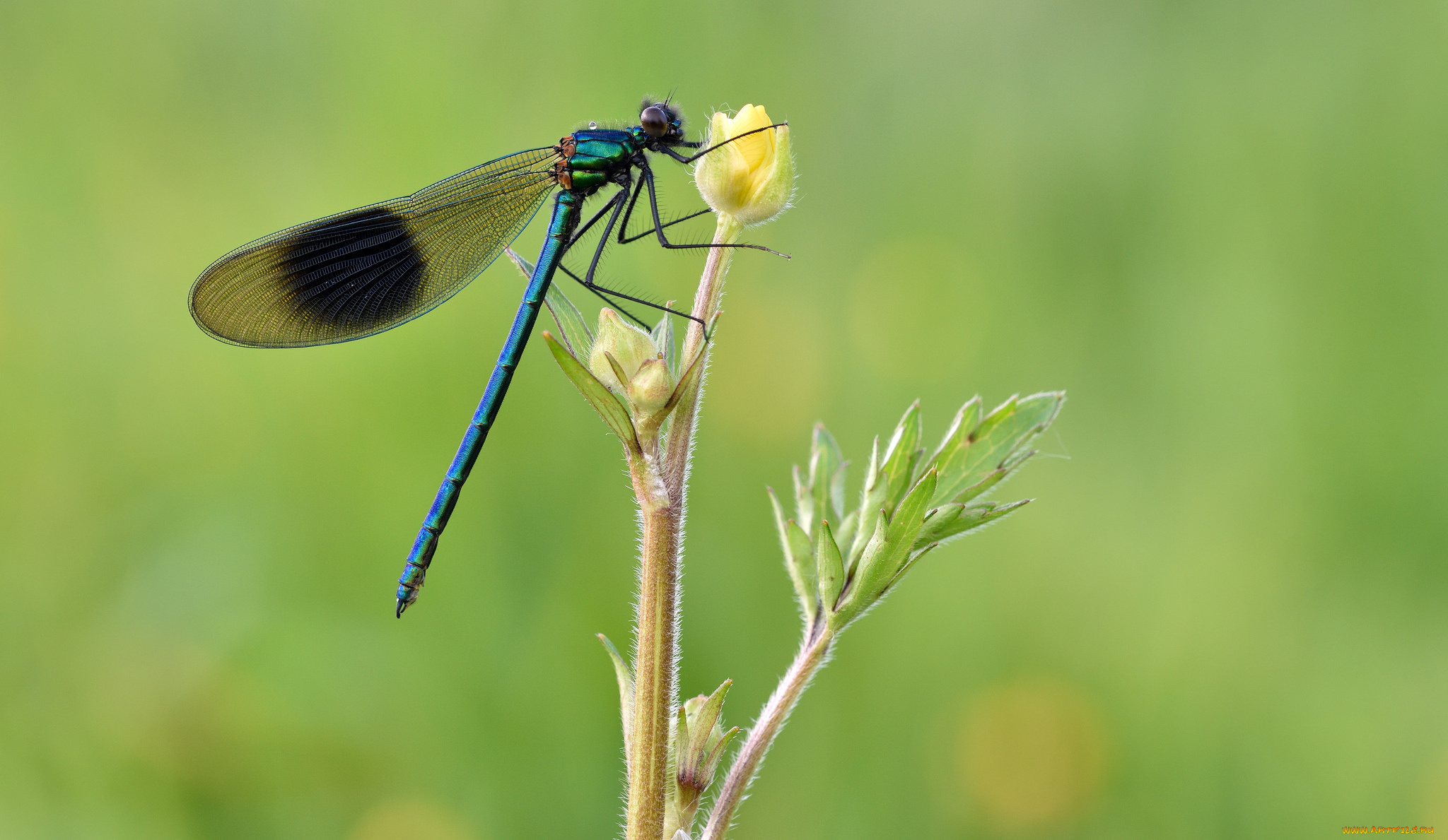 животные, стрекозы, стрекоза