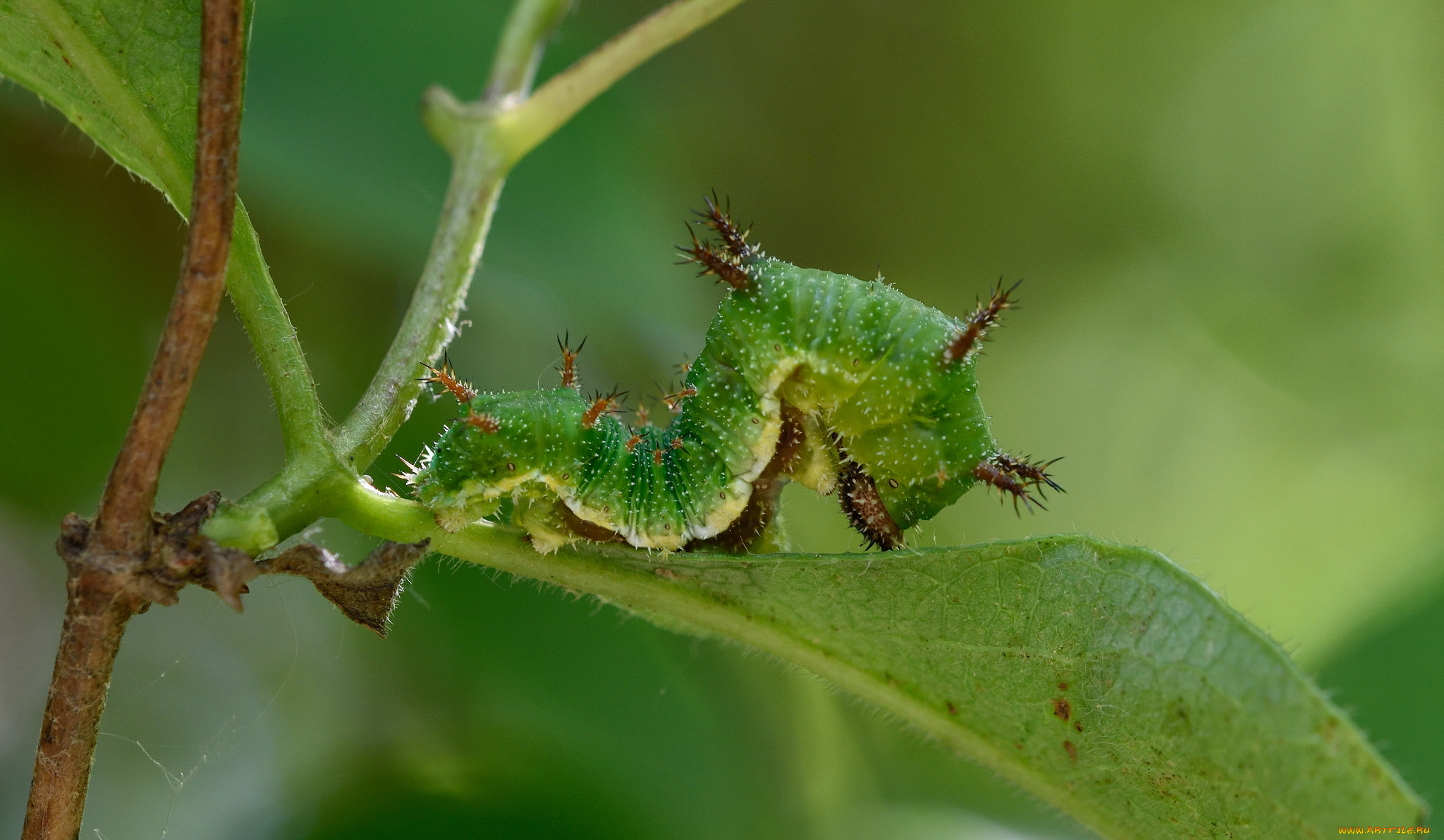 животные, гусеницы, гусеница
