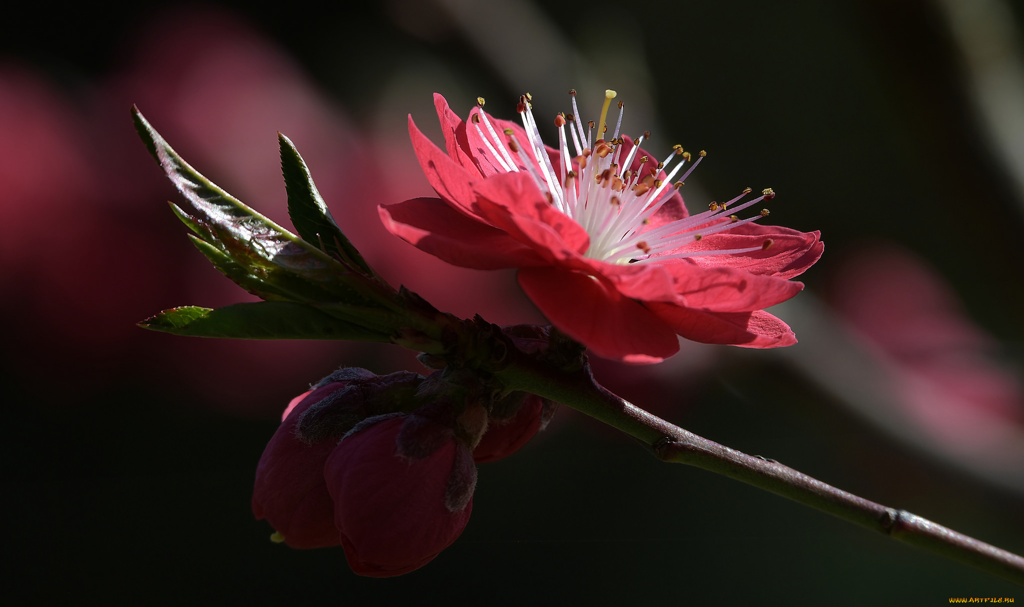 цветы, цветущие, деревья, , , кустарники, ветка, листья, цветки, цветущая, веточка