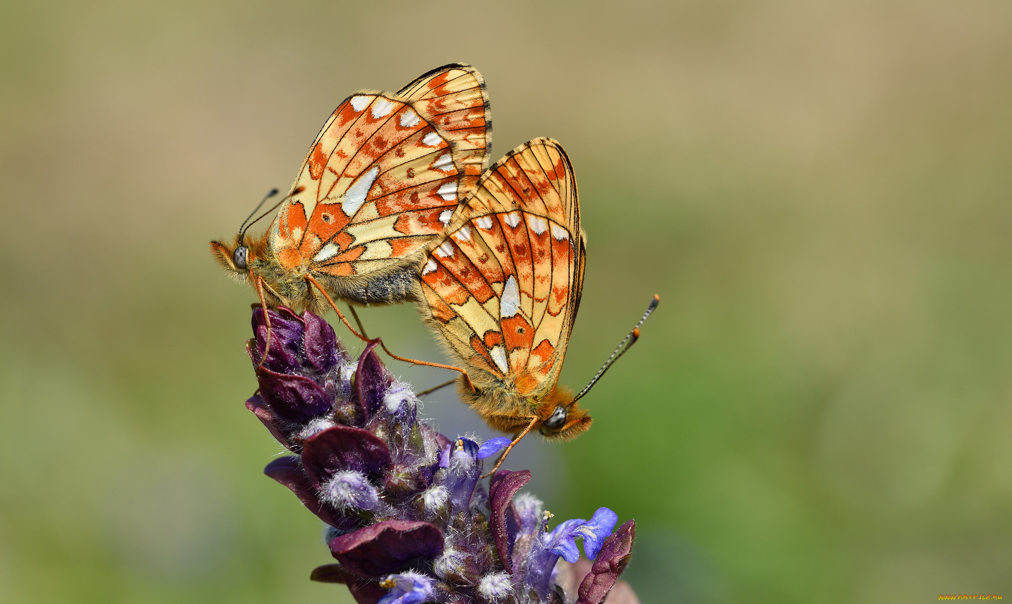 животные, бабочки, , мотыльки, , моли, макро