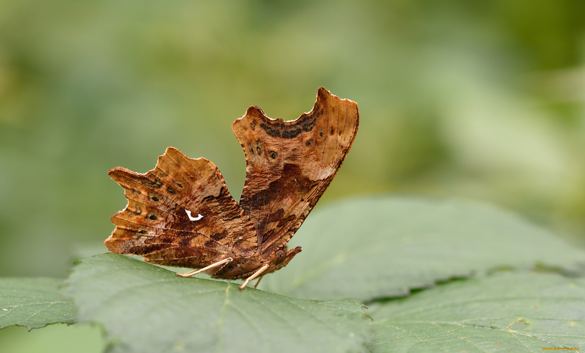 животные, бабочки, , мотыльки, , моли, макро, бабочка