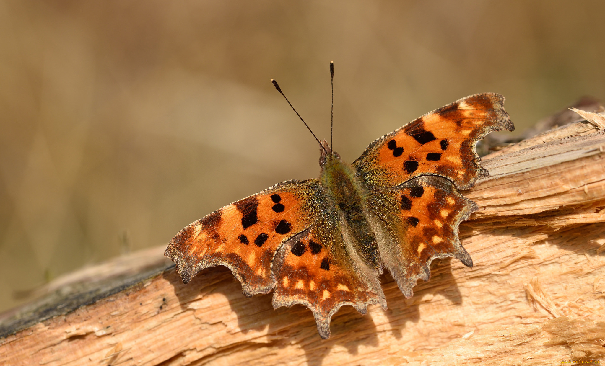 животные, бабочки, , мотыльки, , моли, баабочка