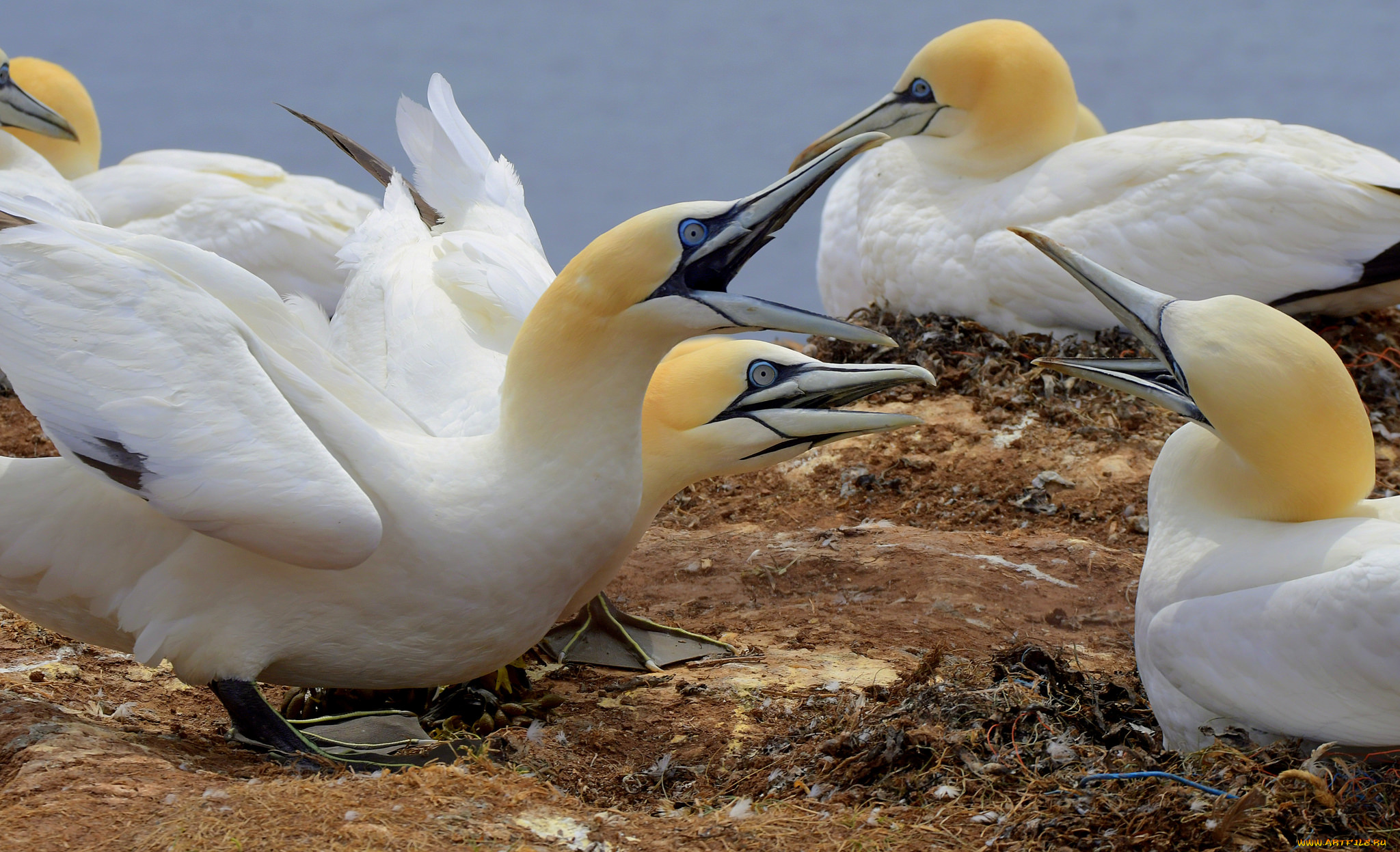 животные, птицы, птица, окрас, перья, клюв