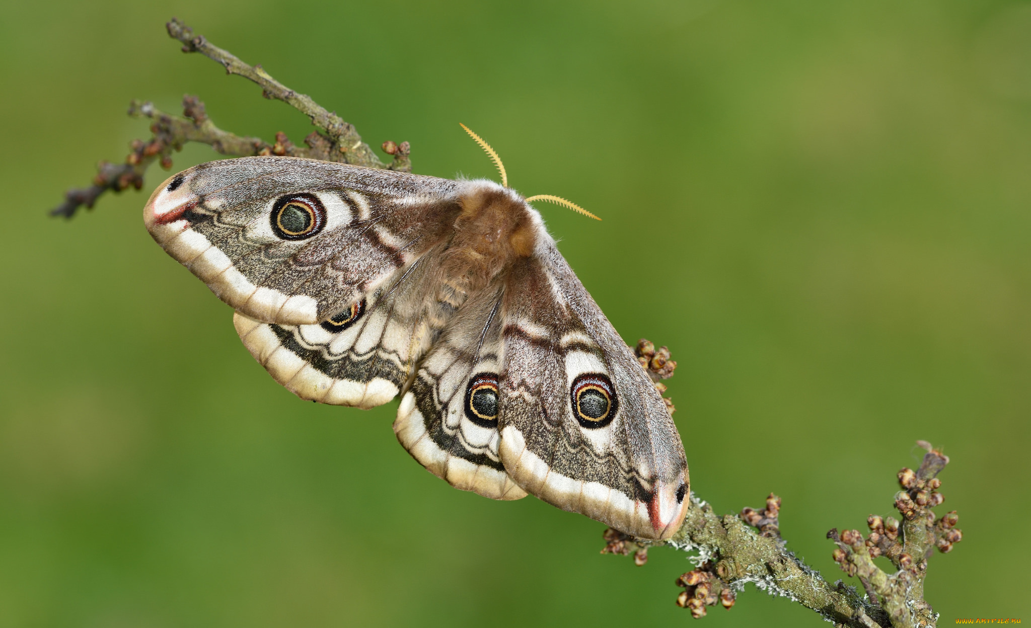 животные, бабочки, , мотыльки, , моли, мотыльки