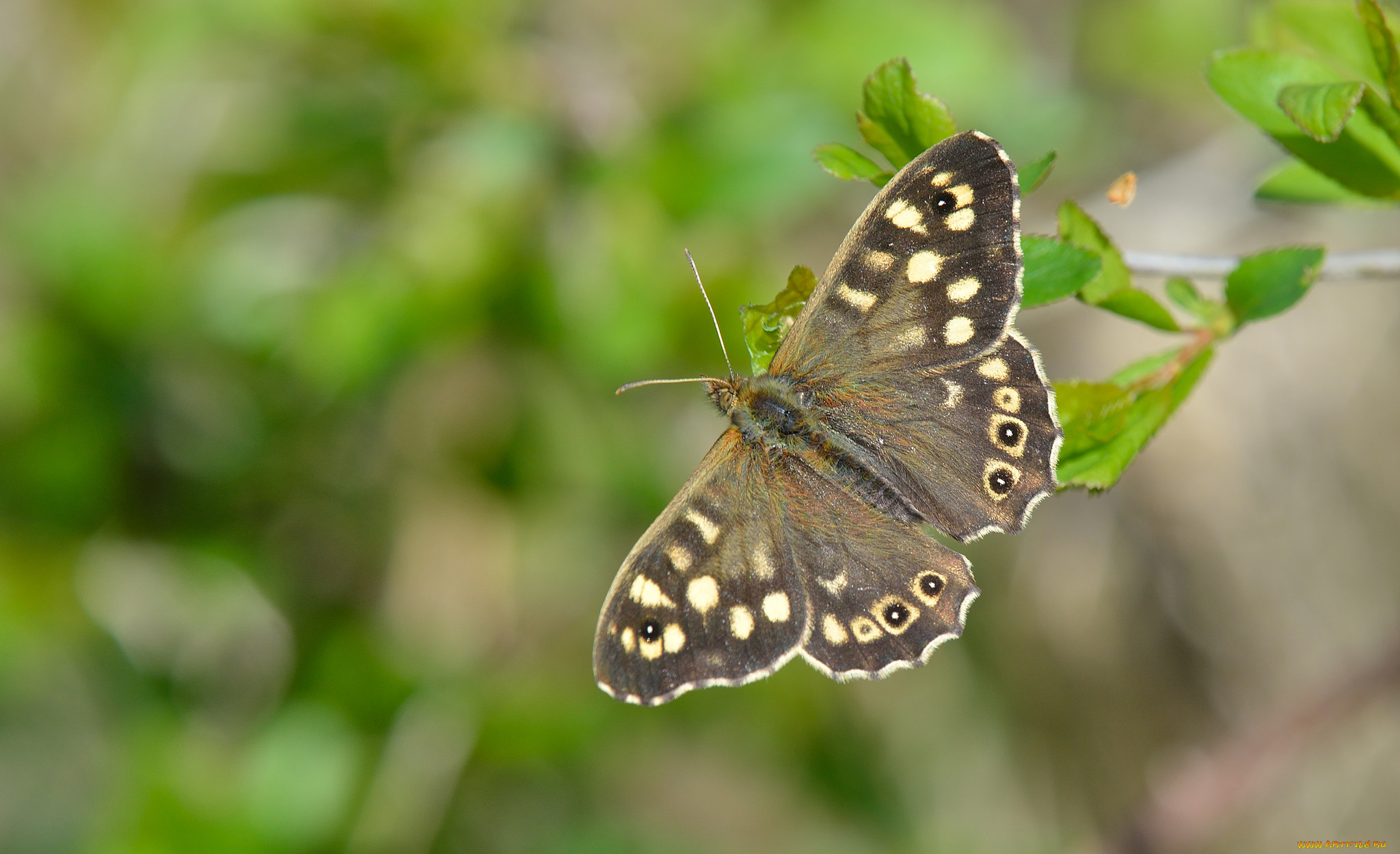 животные, бабочки, , мотыльки, , моли, макро, бабочка