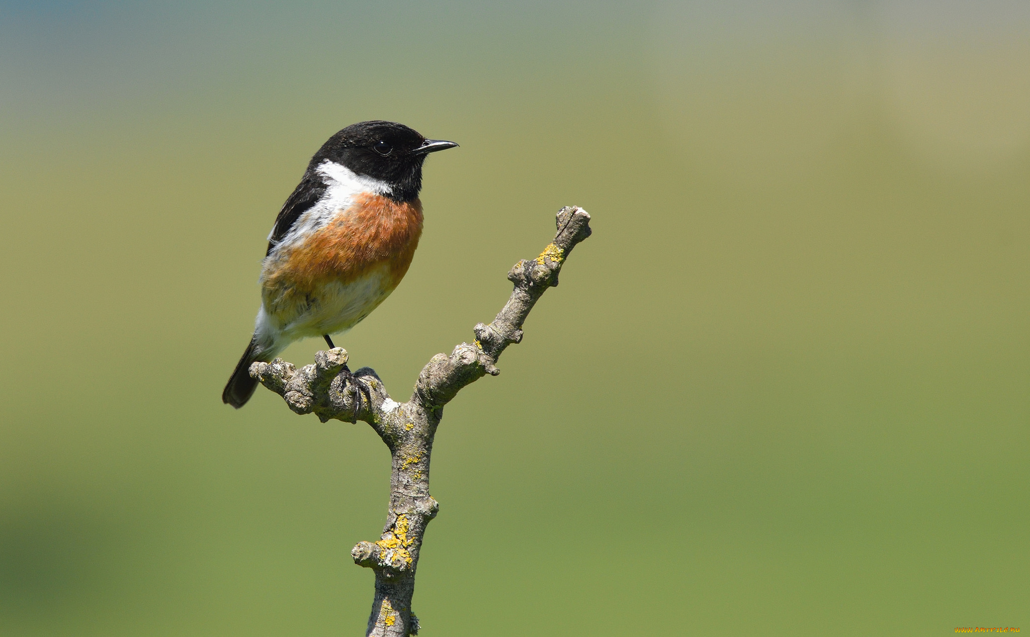 животные, птицы, птица