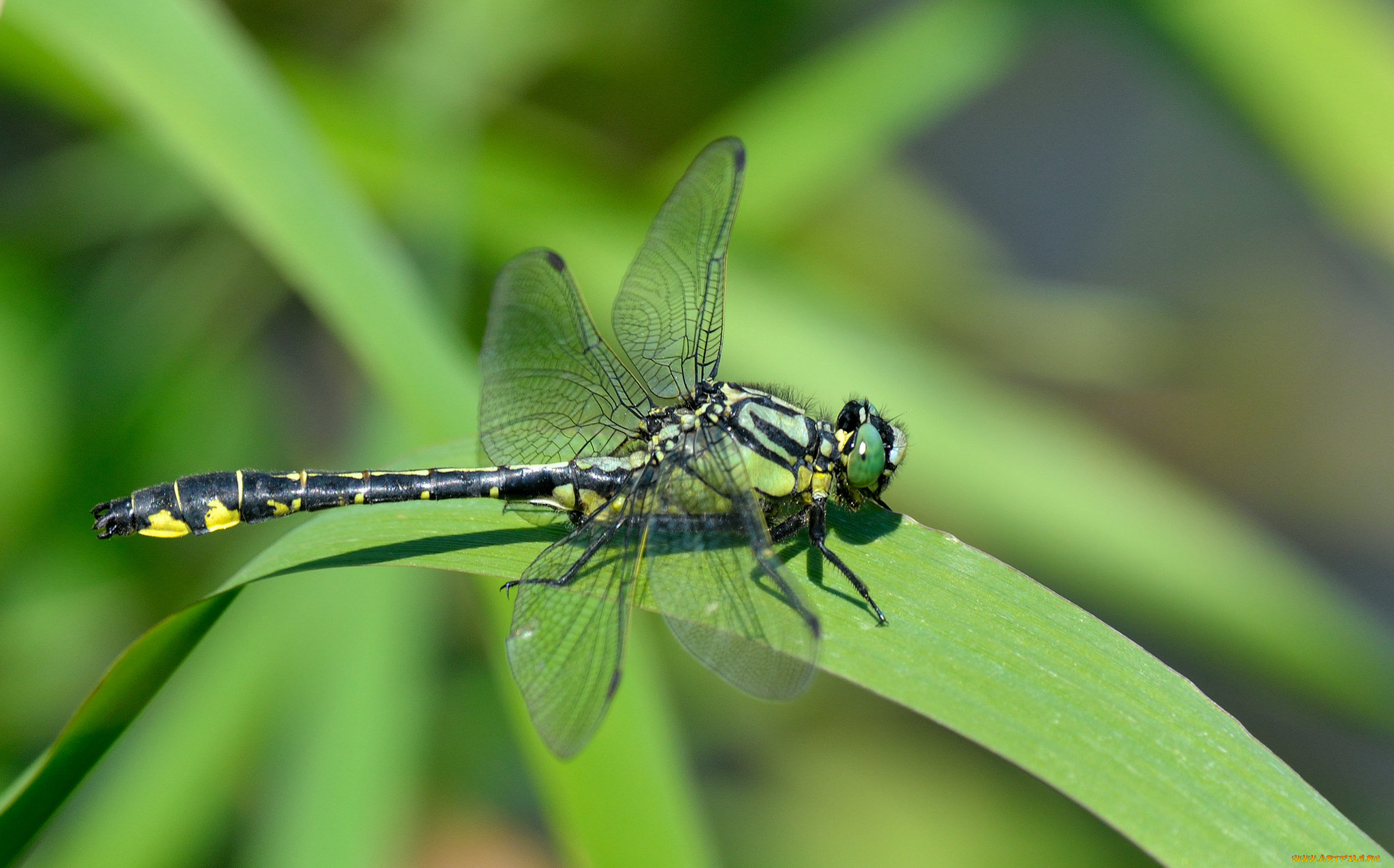животные, стрекозы, стрекоза