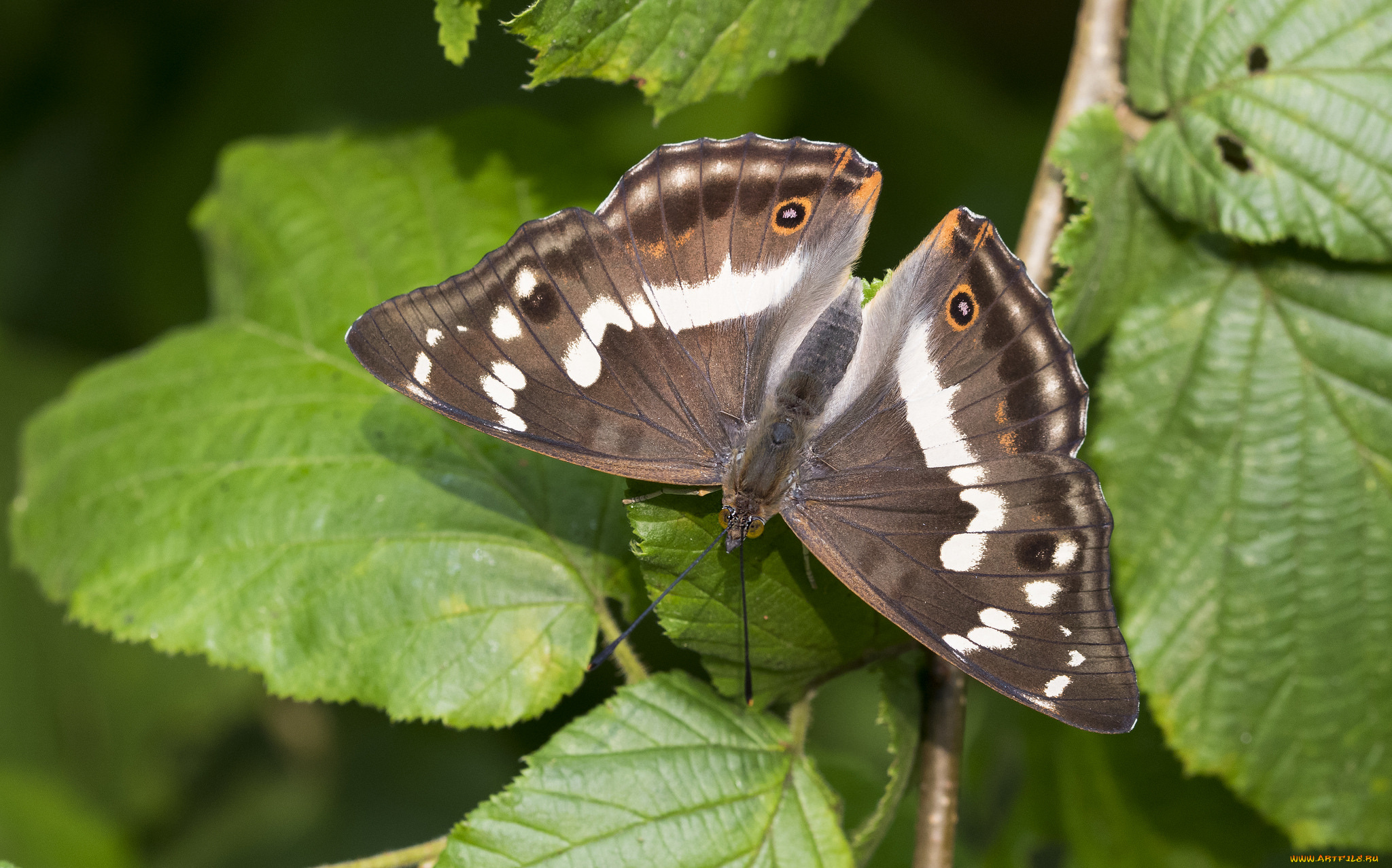 животные, бабочки, , мотыльки, , моли, бабочка
