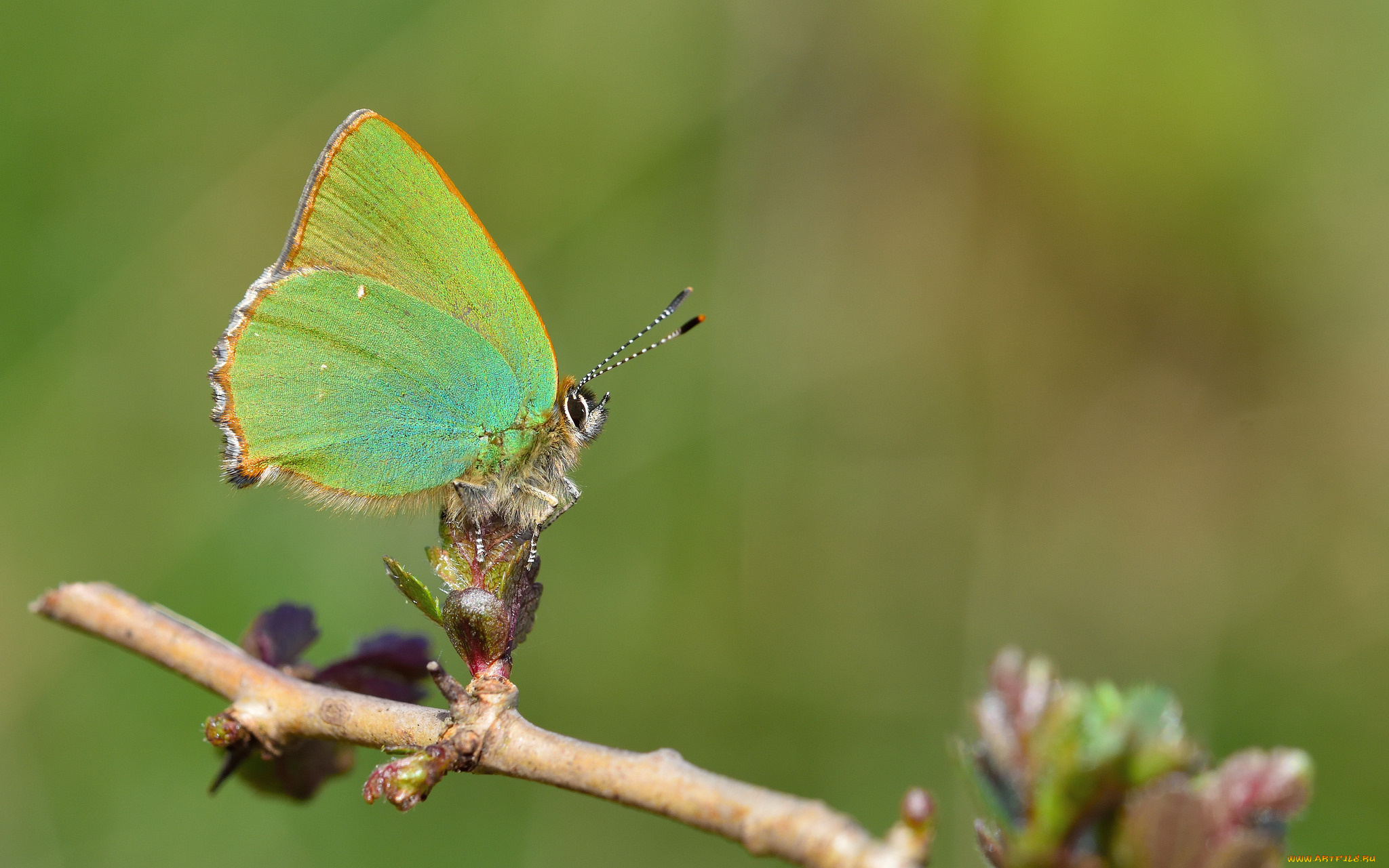 животные, бабочки, , мотыльки, , моли, бабочка