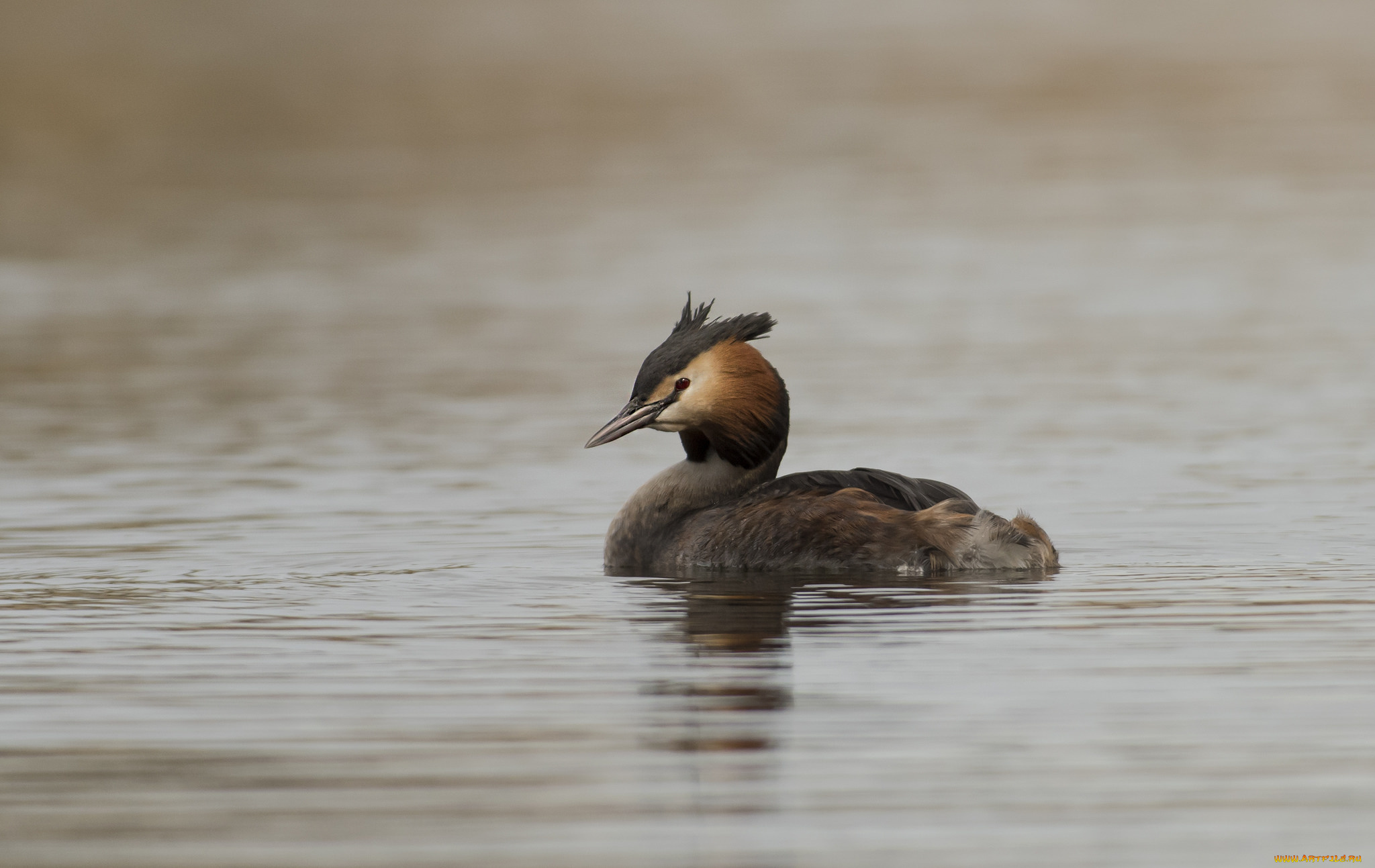 животные, птицы, птица