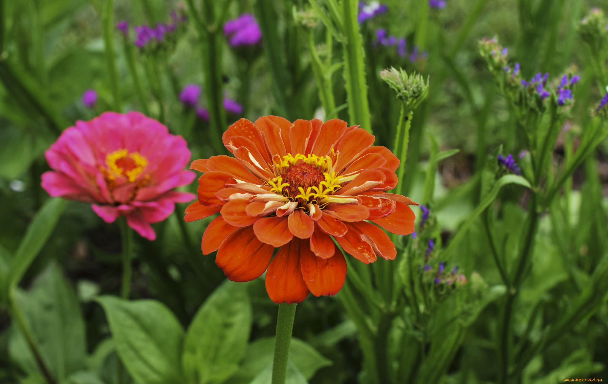 цветы, цинния, циннея, цветение, листья, лепестки