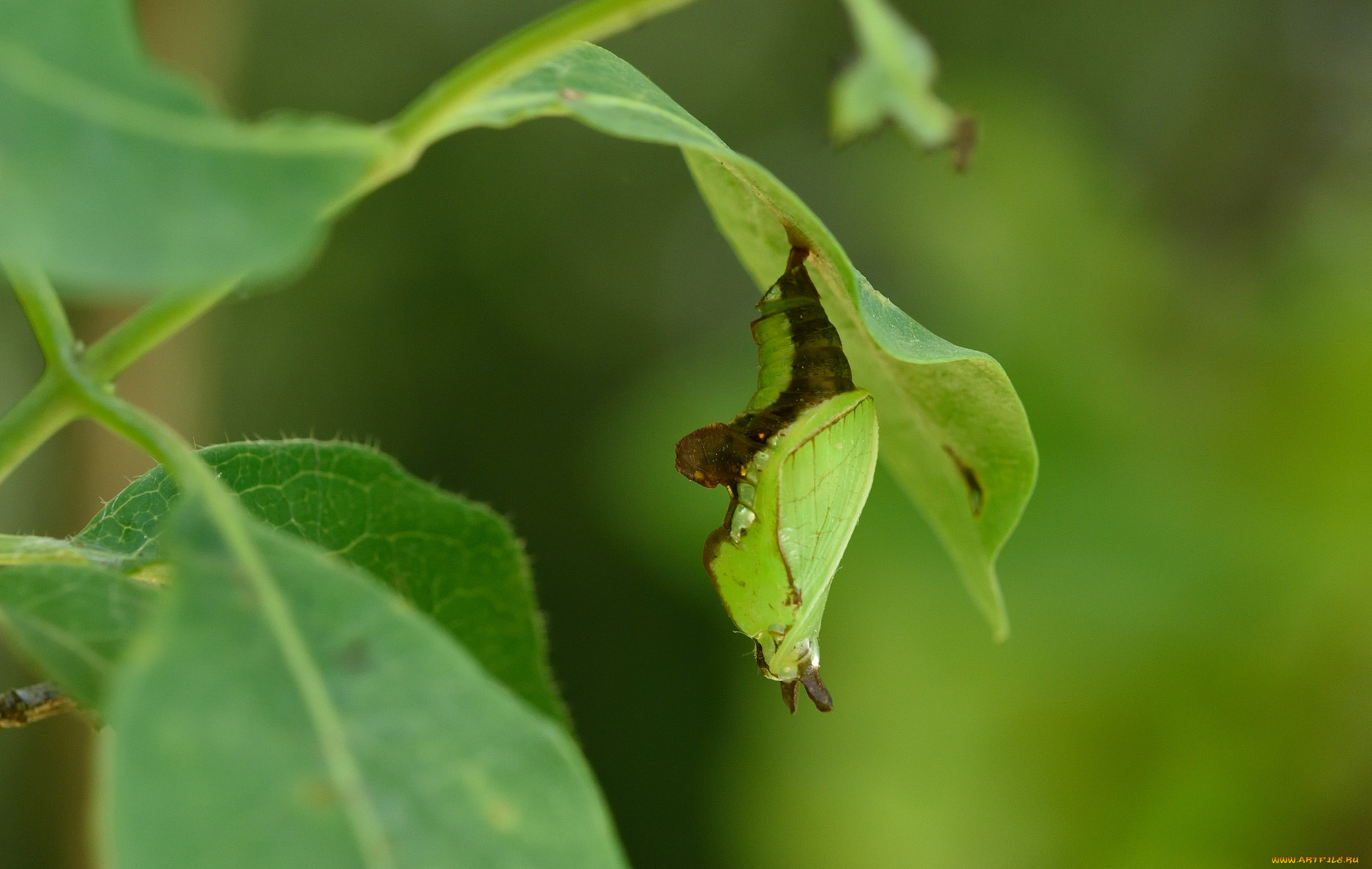 животные, насекомые, куколка