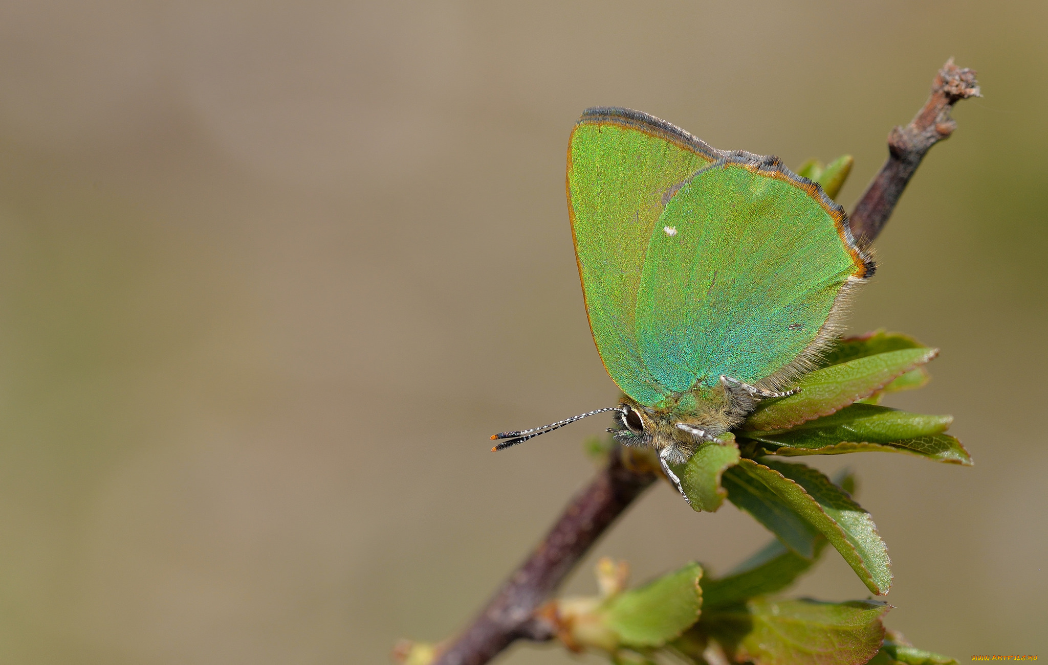 животные, бабочки, , мотыльки, , моли, бабочка