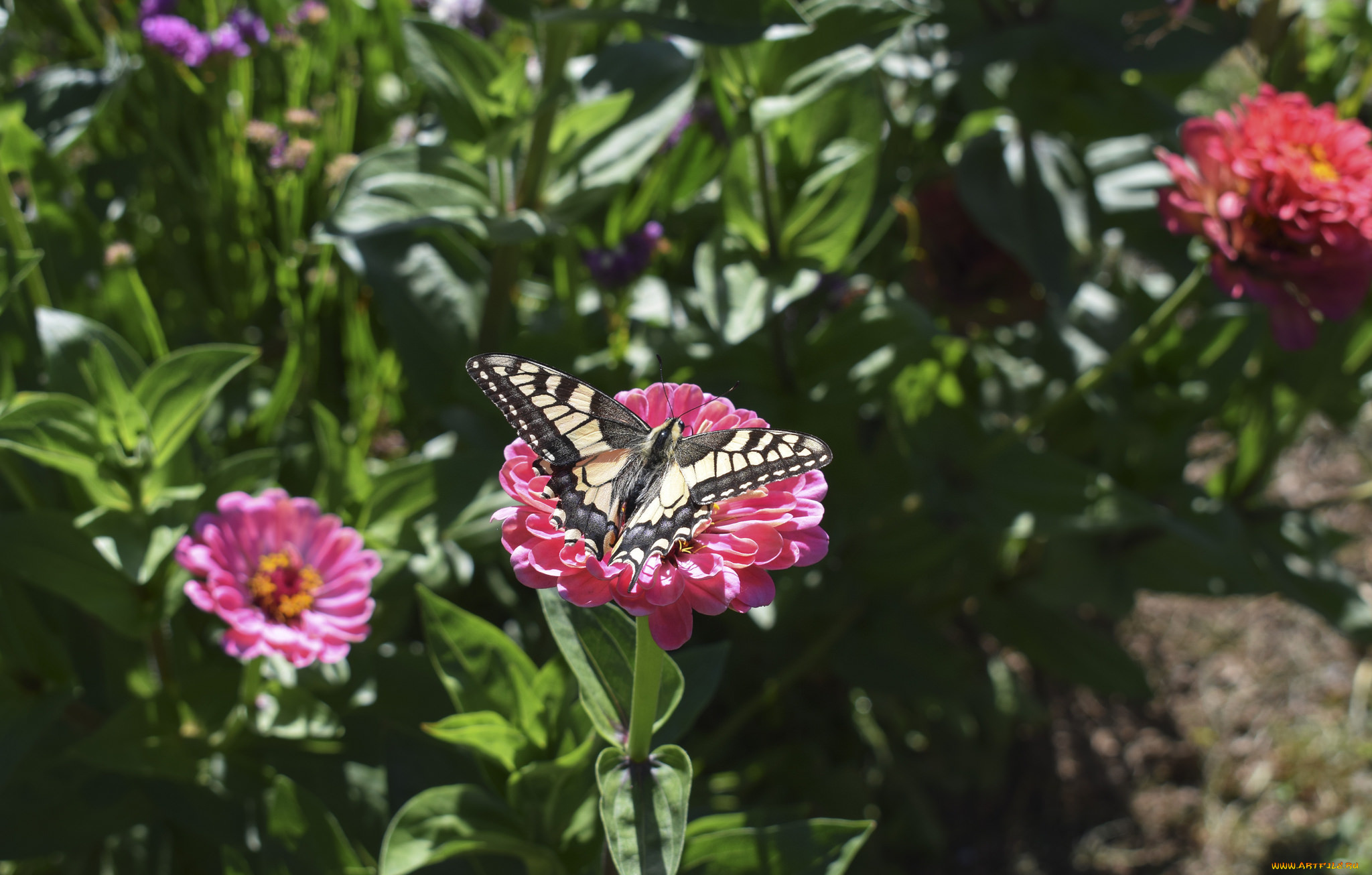 животные, бабочки, , мотыльки, , моли, цинния, цветение, цветы, листья, лепестки, бабочка