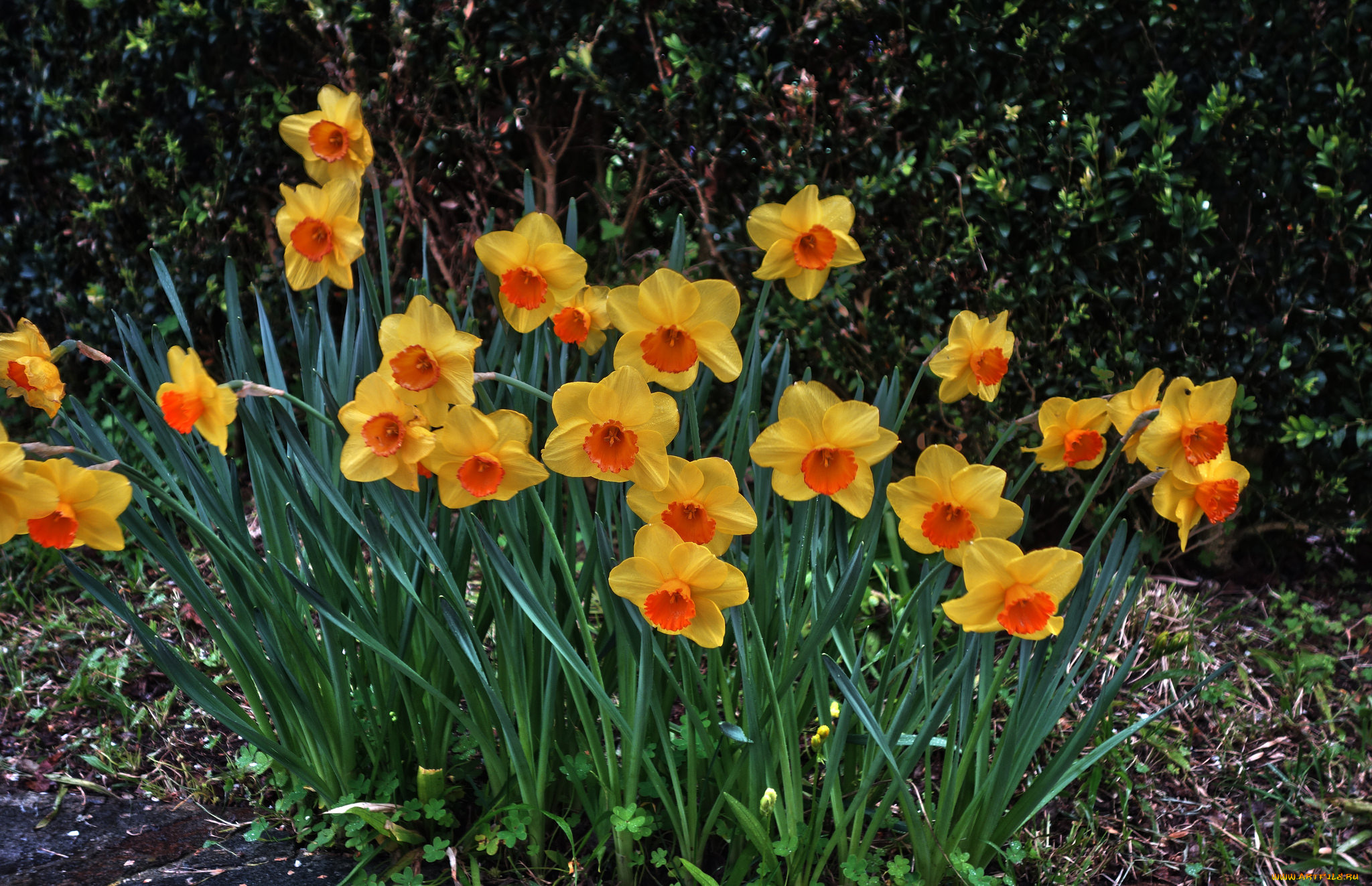 цветы, нарциссы, нарцисс, цветок, цветение